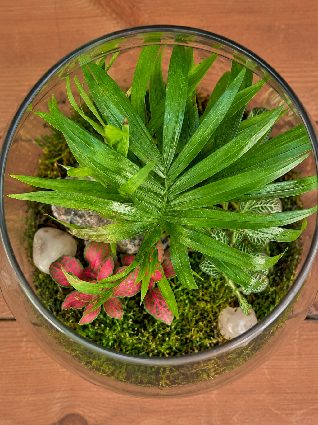 Palm Whisper Drum Terrarium with dwarf palm from Planterie, perfect for plant styling ideas for small Delhi apartments, centre table plant arrangement in Delhi and minimal plant arrangements for modern homes, with how to keep indoor plants alive in India and how to care for terrarium in Indian weather with Plant care tips India