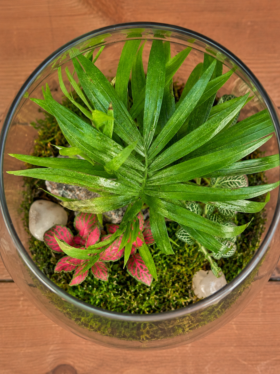 Palm Whisper Drum Terrarium with dwarf palm from Planterie, perfect for plant styling ideas for small Delhi apartments, centre table plant arrangement in Delhi and minimal plant arrangements for modern homes, with how to keep indoor plants alive in India and how to care for terrarium in Indian weather with Plant care tips India