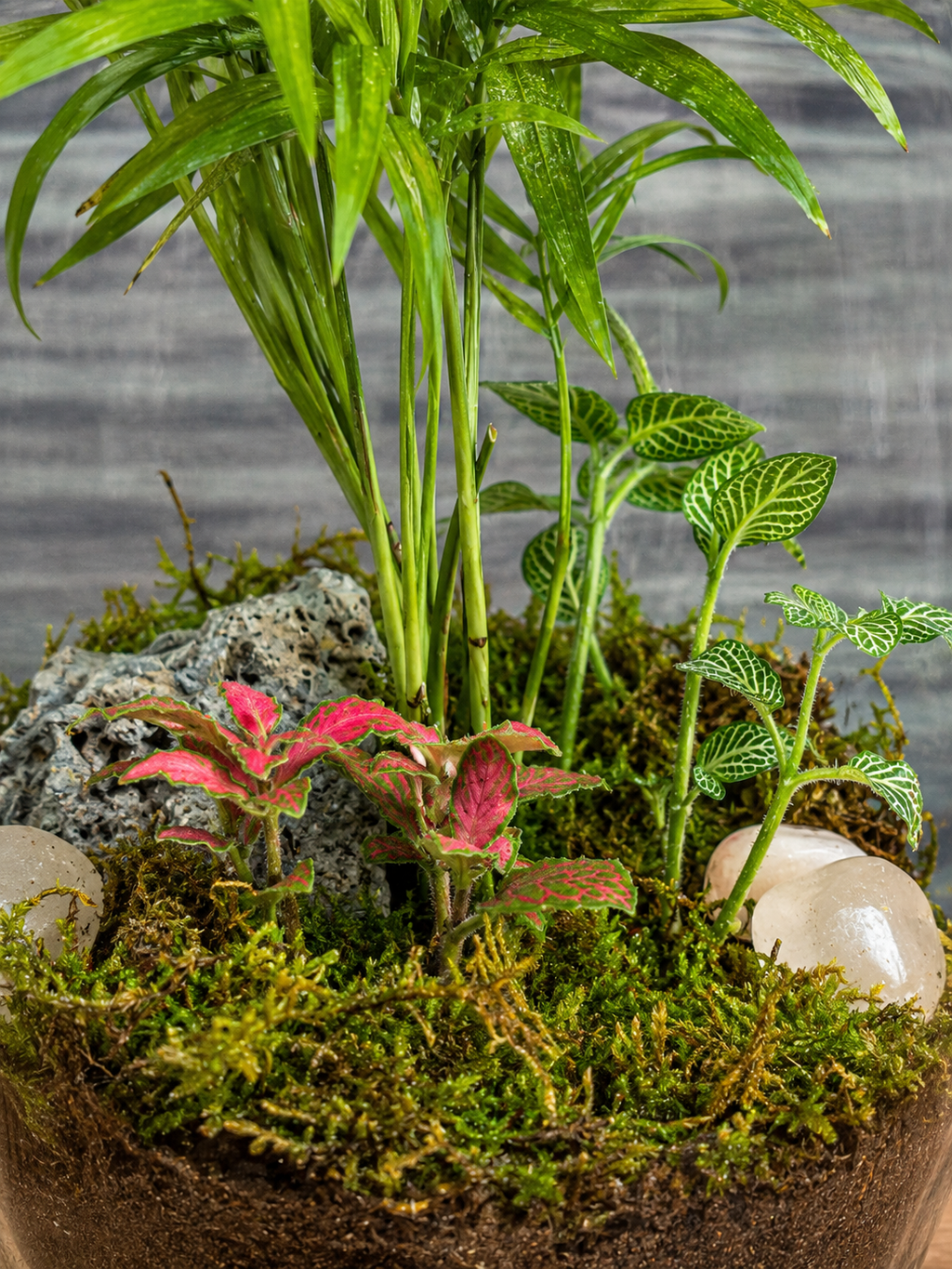 Handcrafted Palm Whisper Drum terrarium from Planterie plant studio in Delhi, a unique glass micro-garden with graceful dwarf palm ideal as glass terrarium for gifting, tabletop plants for gifting, indoor plants for gifting and indoor plant gifts for housewarming in Delhi