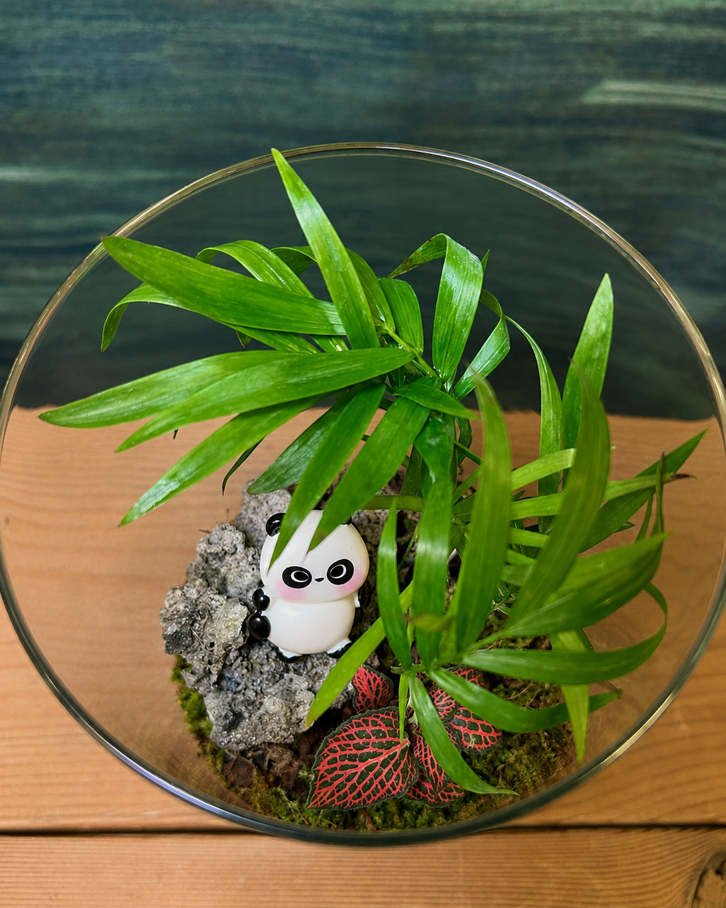 Panda Palm terrarium with dwarf palm and vibrant fittonia from Planterie cafe in south Delhi, a compact table top plant arrangement and terrarium in Delhi for minimal plant arrangements for modern homes and plant styling ideas for small Delhi apartments