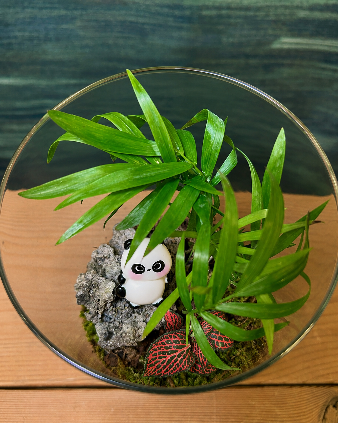 Panda Palm terrarium with dwarf palm and vibrant fittonia from Planterie cafe in south Delhi, a compact table top plant arrangement and terrarium in Delhi for minimal plant arrangements for modern homes and plant styling ideas for small Delhi apartments