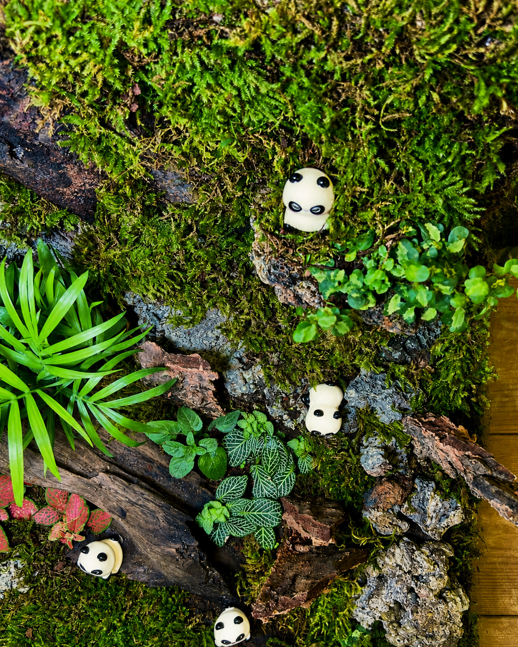 Panda Sanctuary statement terrarium from Planterie, available as indoor plants online India, ideal for bulk terrarium gifts for events in Delhi, sustainable wedding favors plants in Delhi and premium corporate plant gifts India