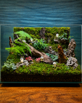 Panda Sanctuary Terrarium from Planterie, a stunning statement glass terrarium featuring lush ferns and vibrant fittonia arranged with natural bark and six adorable panda miniatures to create a whimsical woodland sanctuary for centre table plant arrangements in Delhi homes