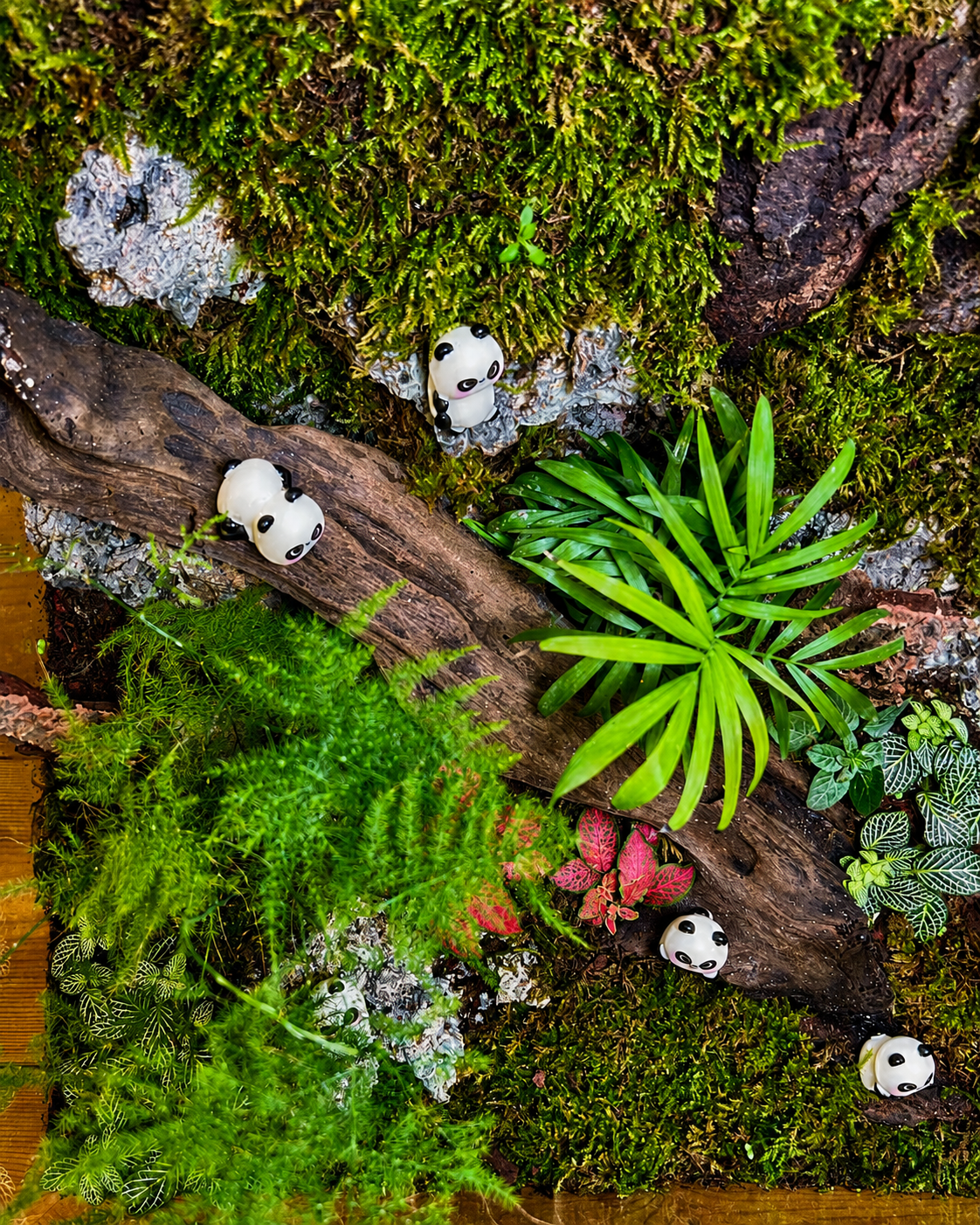 Panda themed woodland glass terrarium from Planterie plant studio in Delhi, a unique plant gift combining ferns, fittonia and panda miniatures, perfect for plant gifting in Delhi, plant gifting near me Delhi and indoor plant gifts for corporates in India