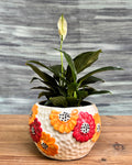 Peace Lily in Floral Bowl from Planterie, a graceful peace lily with glossy green leaves and occasional white flowers potted in a floral ceramic bowl, perfect as an indoor flowering plant for homes in Delhi and plant gifts in Delhi