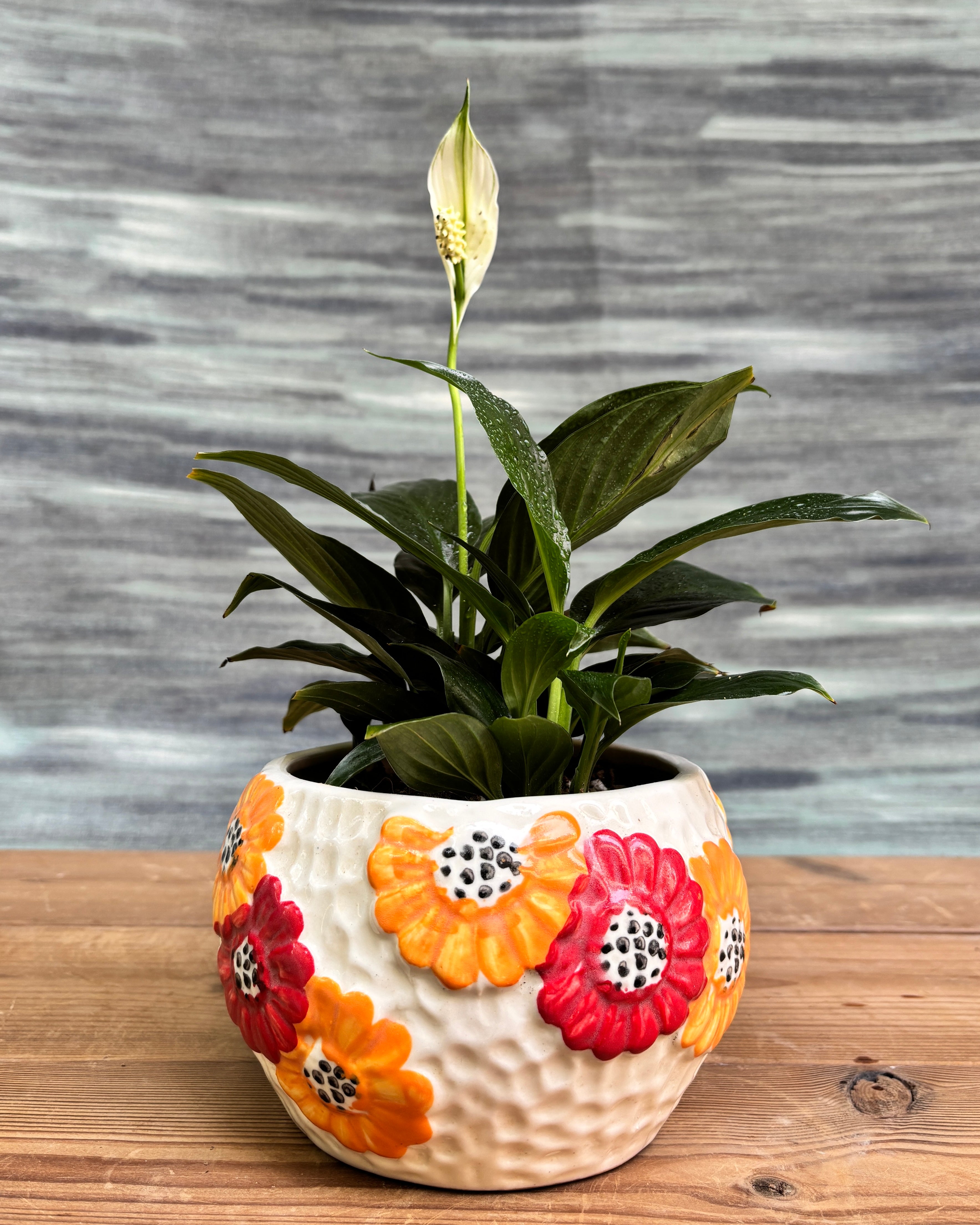 Peace Lily in Floral Bowl from Planterie, a graceful peace lily with glossy green leaves and occasional white flowers potted in a floral ceramic bowl, perfect as an indoor flowering plant for homes in Delhi and plant gifts in Delhi