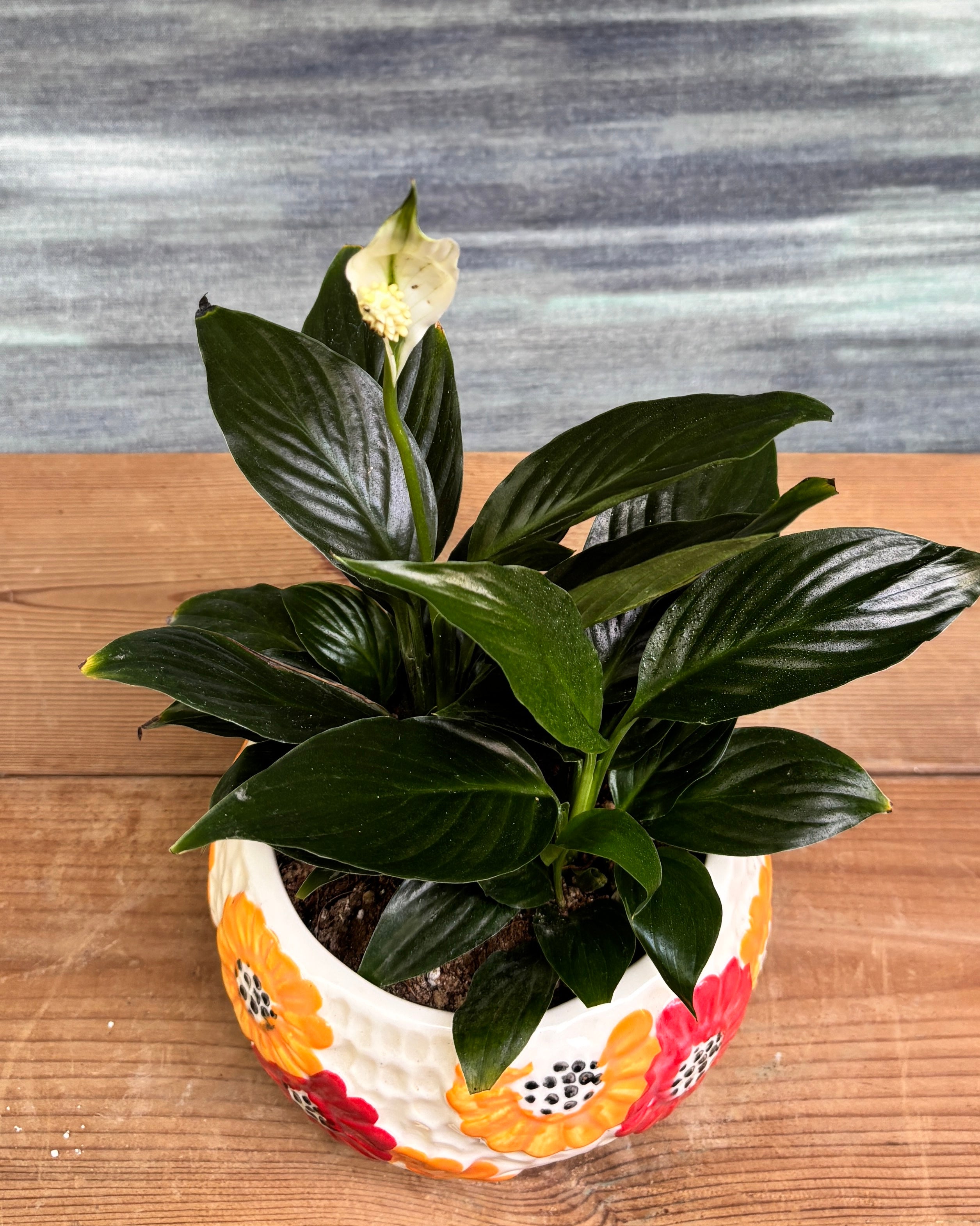 Peace Lily in Floral Bowl styled on a console or office table, a minimal, ready-to-place indoor plant and pot combo that suits living room décor, office décor and balcony styling in Indian homes.