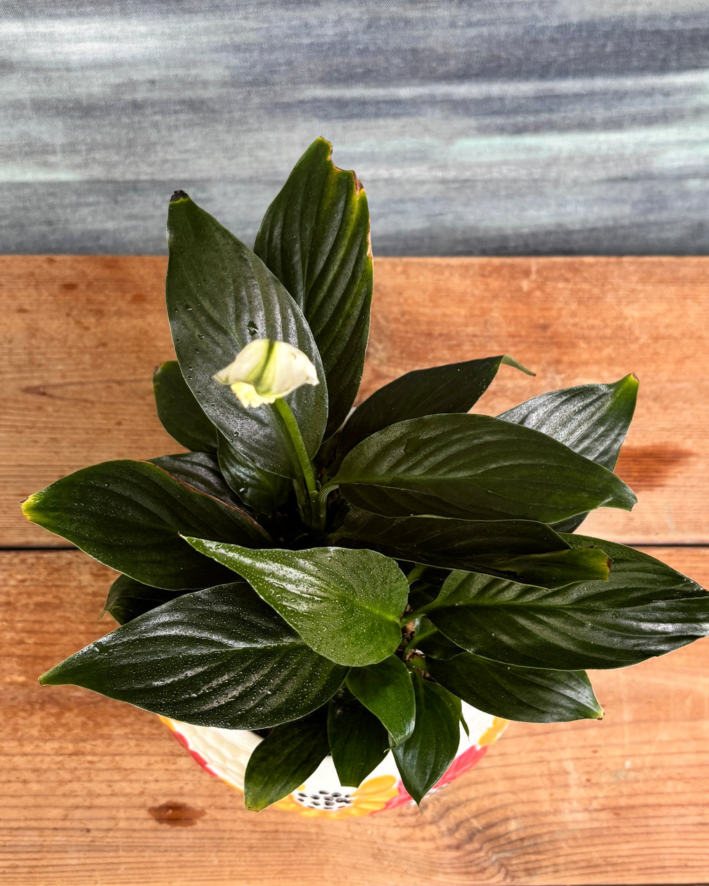 Peace Lily in Floral Bowl, a low light tolerant, air purifying indoor plant that helps freshen indoor air and thrives in bright indirect light or medium light corners in Indian apartments and offices