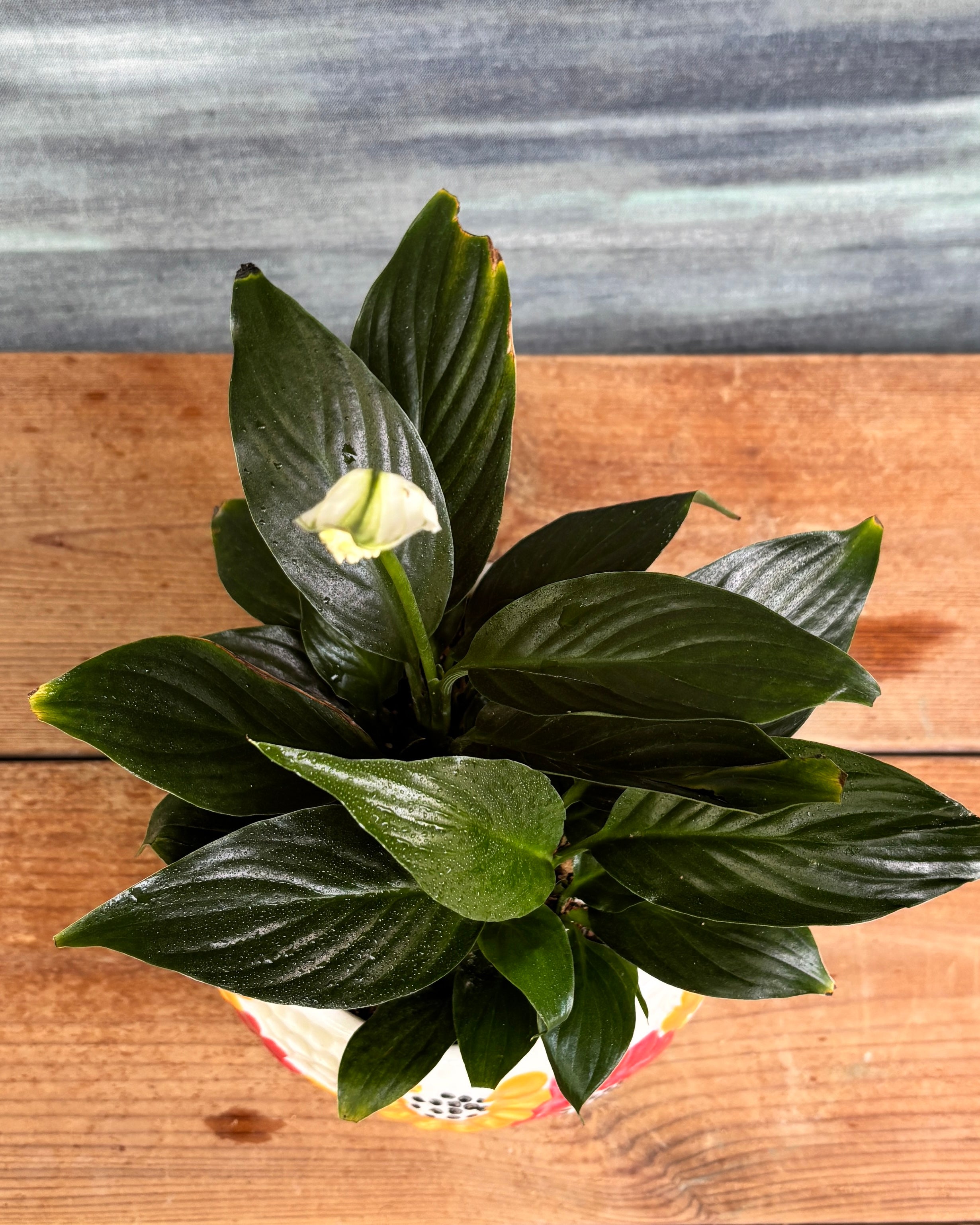Peace Lily in Floral Bowl, a low light tolerant, air purifying indoor plant that helps freshen indoor air and thrives in bright indirect light or medium light corners in Indian apartments and offices