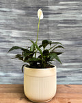 Peace Lily in Ribbed Band from Planterie, a graceful peace lily with glossy green leaves and occasional white blooms potted in a modern ribbed ceramic pot, perfect as an indoor flowering plant for homes in Delhi and plant gifts in Delhi