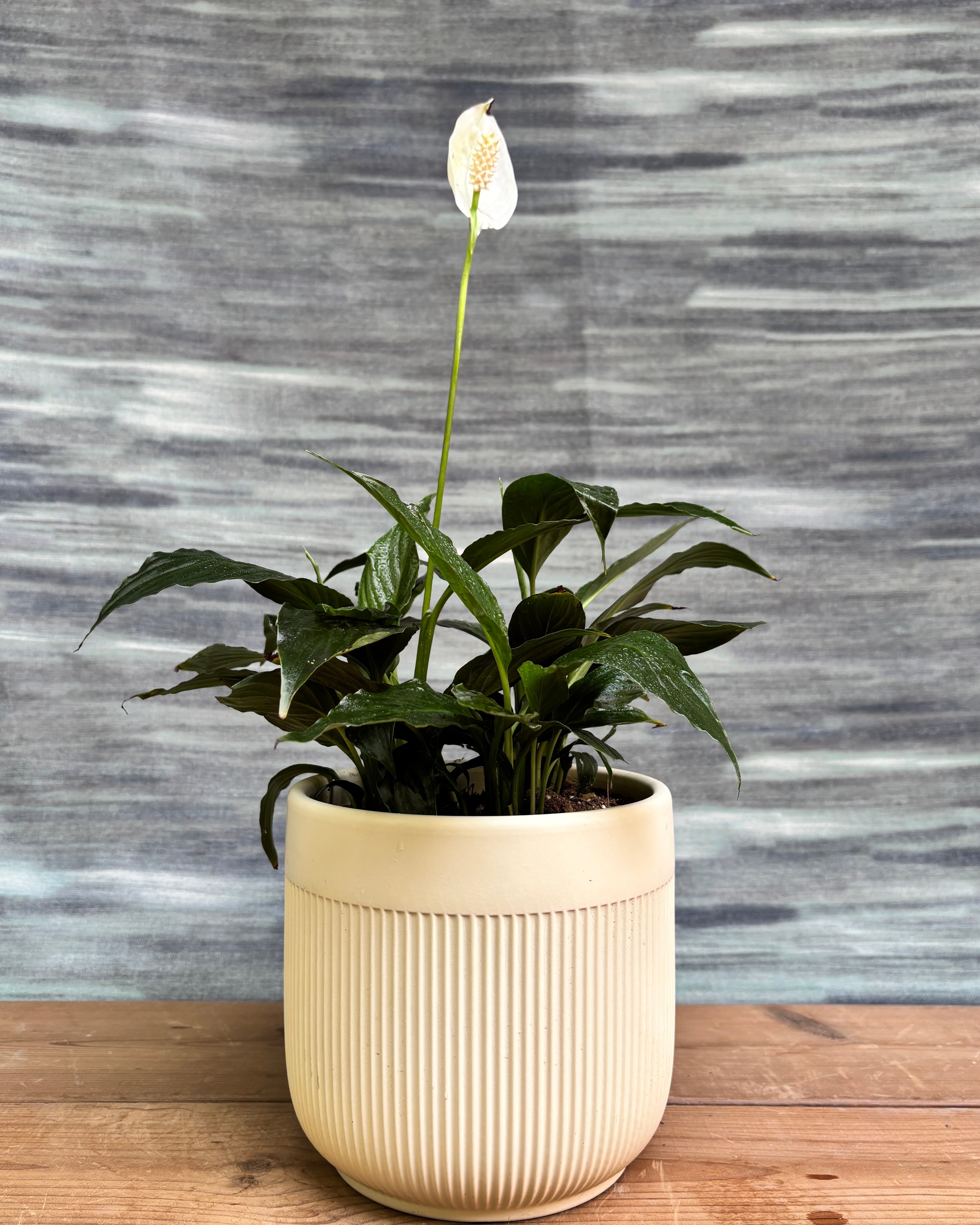 Peace Lily in Ribbed Band from Planterie, a graceful peace lily with glossy green leaves and occasional white blooms potted in a modern ribbed ceramic pot, perfect as an indoor flowering plant for homes in Delhi and plant gifts in Delhi