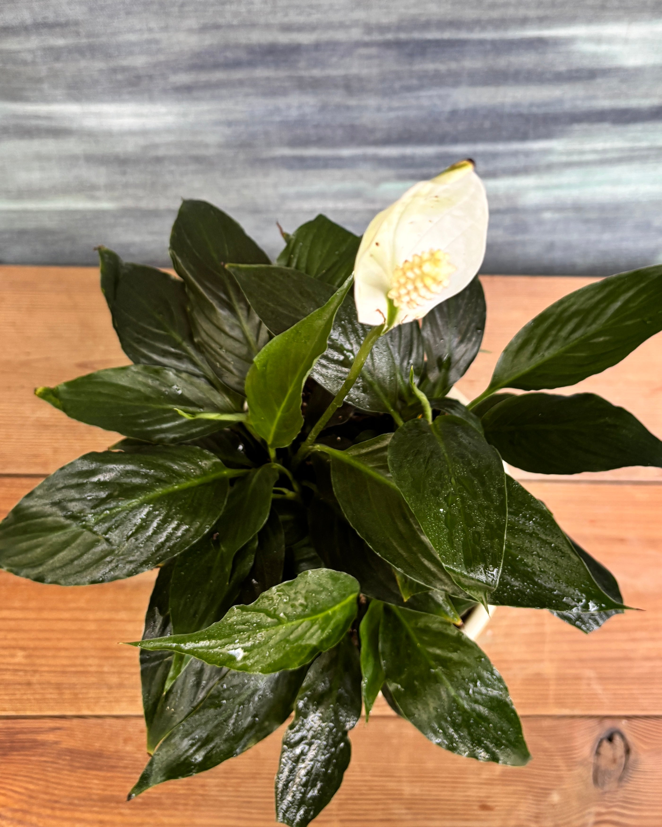 Peace Lily in Ribbed Band styled on a console, shelf or office table, a minimal, ready-to-place indoor plant and pot combo that suits living room décor, office décor and balcony styling in Indian homes