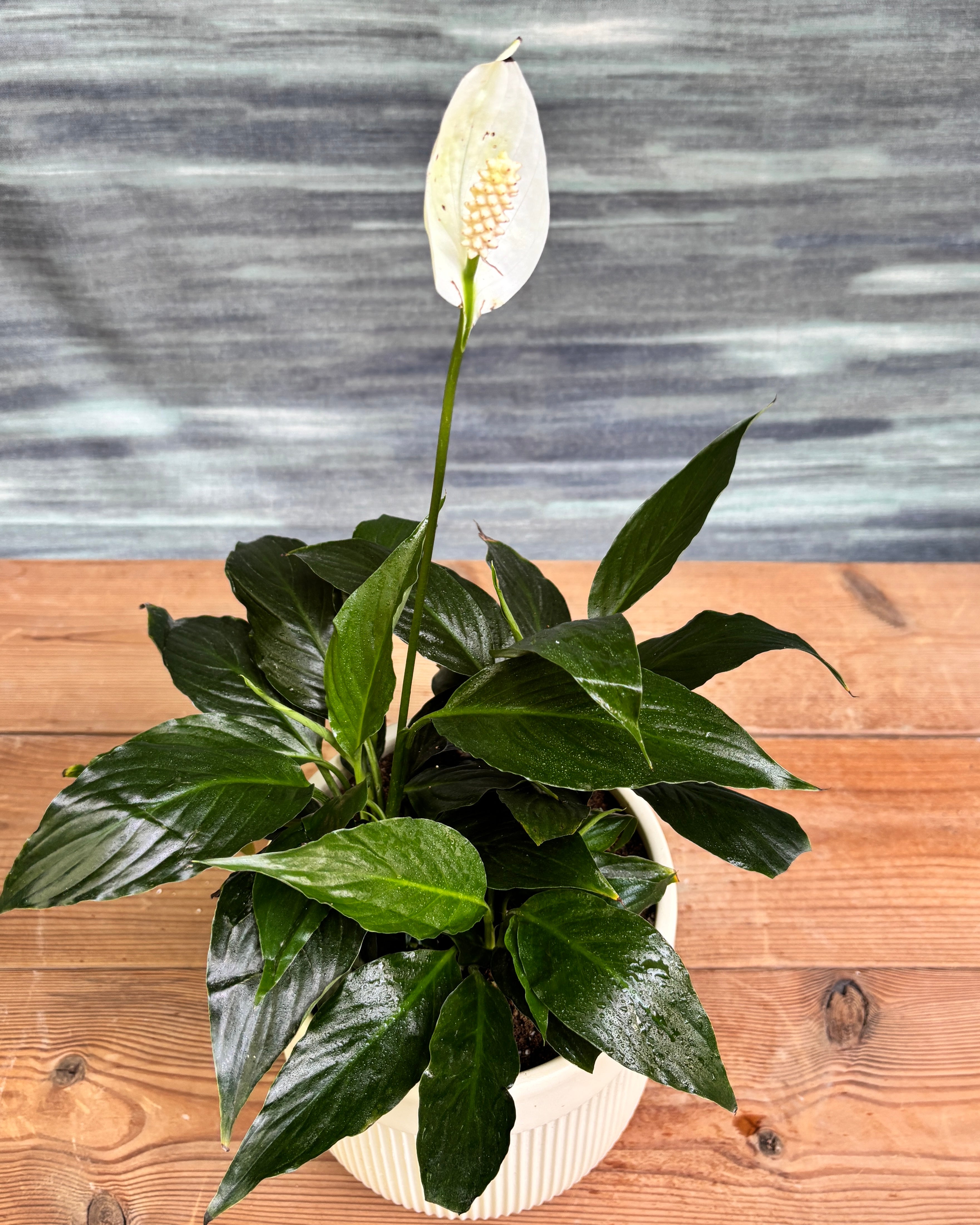 Peace Lily in Ribbed Band, a low light tolerant, air purifying indoor plant that helps freshen indoor air and thrives in bright indirect light or medium light corners in Indian apartments and offices