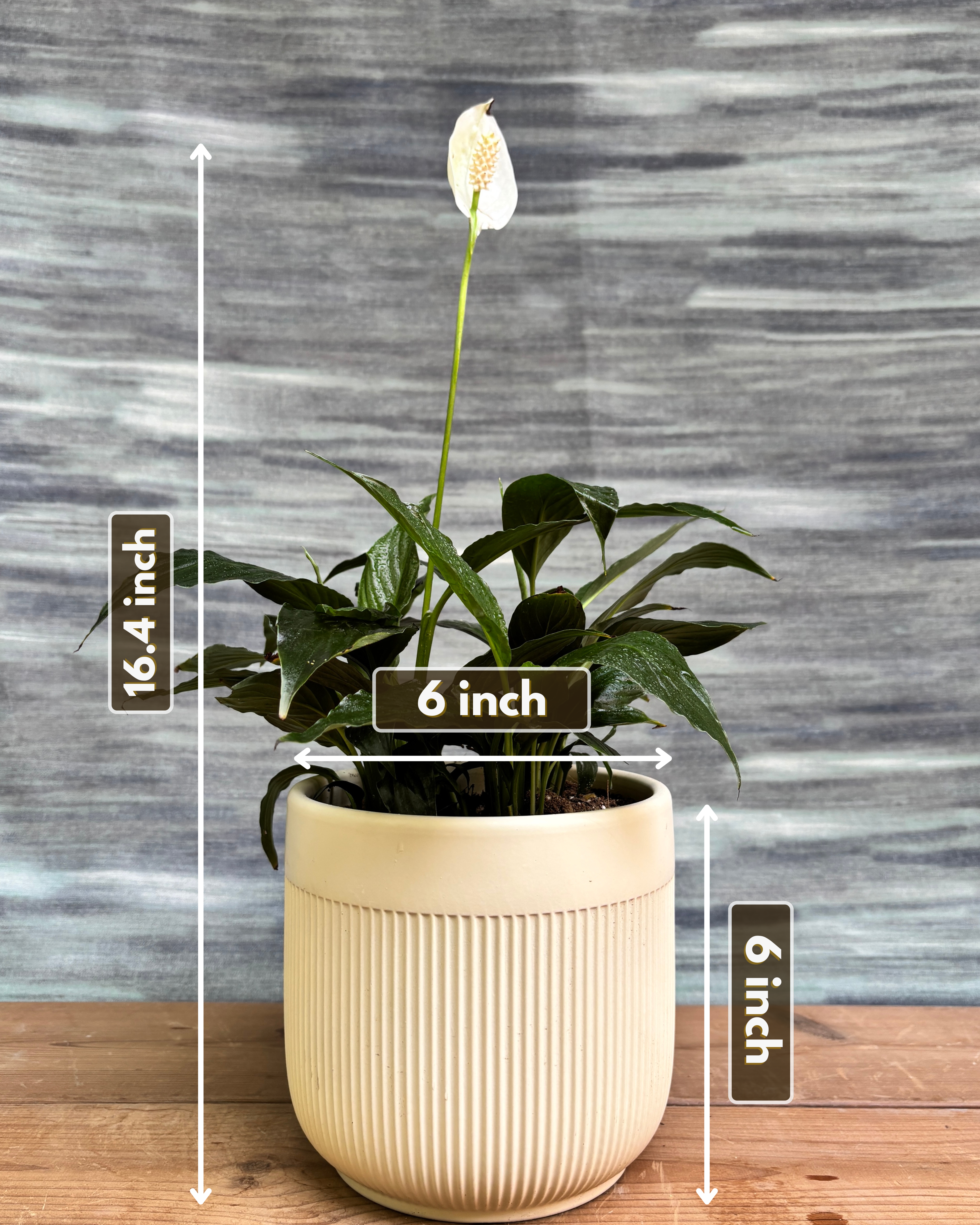 Peace Lily in Ribbed Band from Planterie, a thoughtful indoor plant gift for housewarming, birthdays and corporate gifting in Delhi, available as indoor plants online India with care tips for beginners