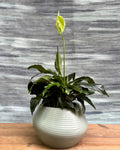 Peace Lily in Sand Dune from Planterie, a graceful peace lily with glossy green leaves and occasional white blooms potted in a warm Sand Dune pot, perfect as an indoor flowering plant for homes in Delhi and plant gifts in Delhi