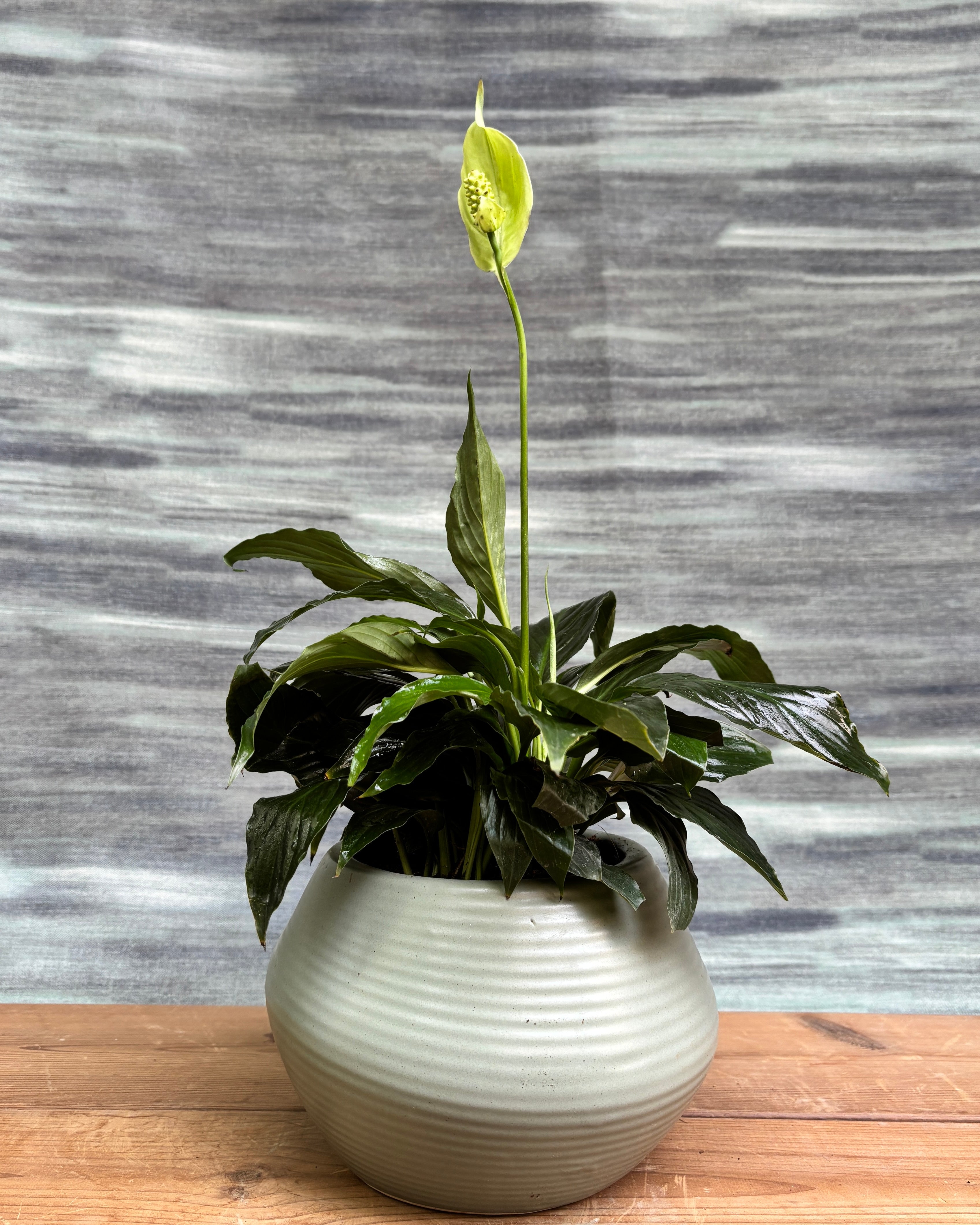 Peace Lily in Sand Dune from Planterie, a graceful peace lily with glossy green leaves and occasional white blooms potted in a warm Sand Dune pot, perfect as an indoor flowering plant for homes in Delhi and plant gifts in Delhi