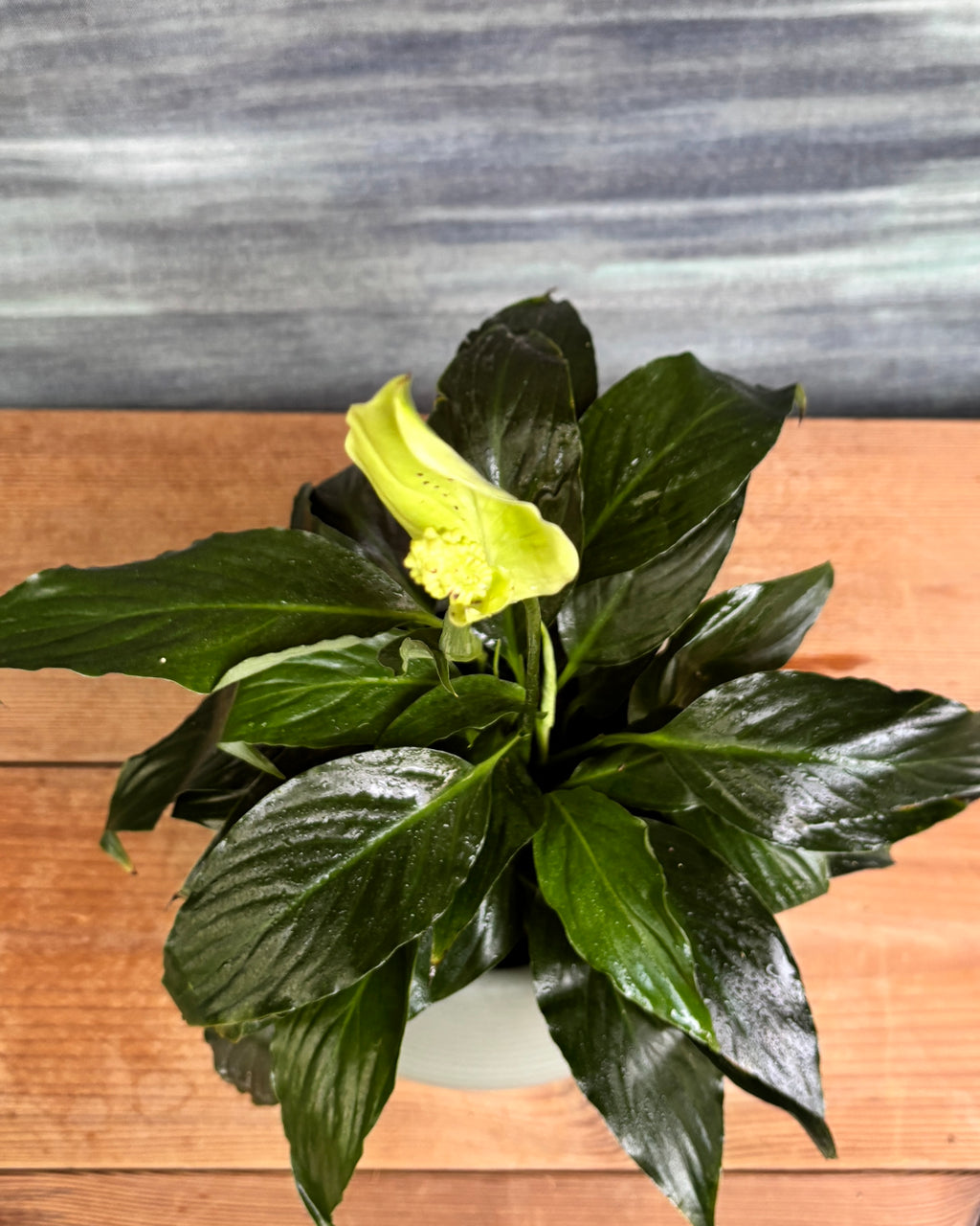 Peace Lily in Sand Dune, a low light tolerant, air purifying indoor plant that helps freshen indoor air and thrives in bright indirect light or medium light corners in Indian apartments and offices