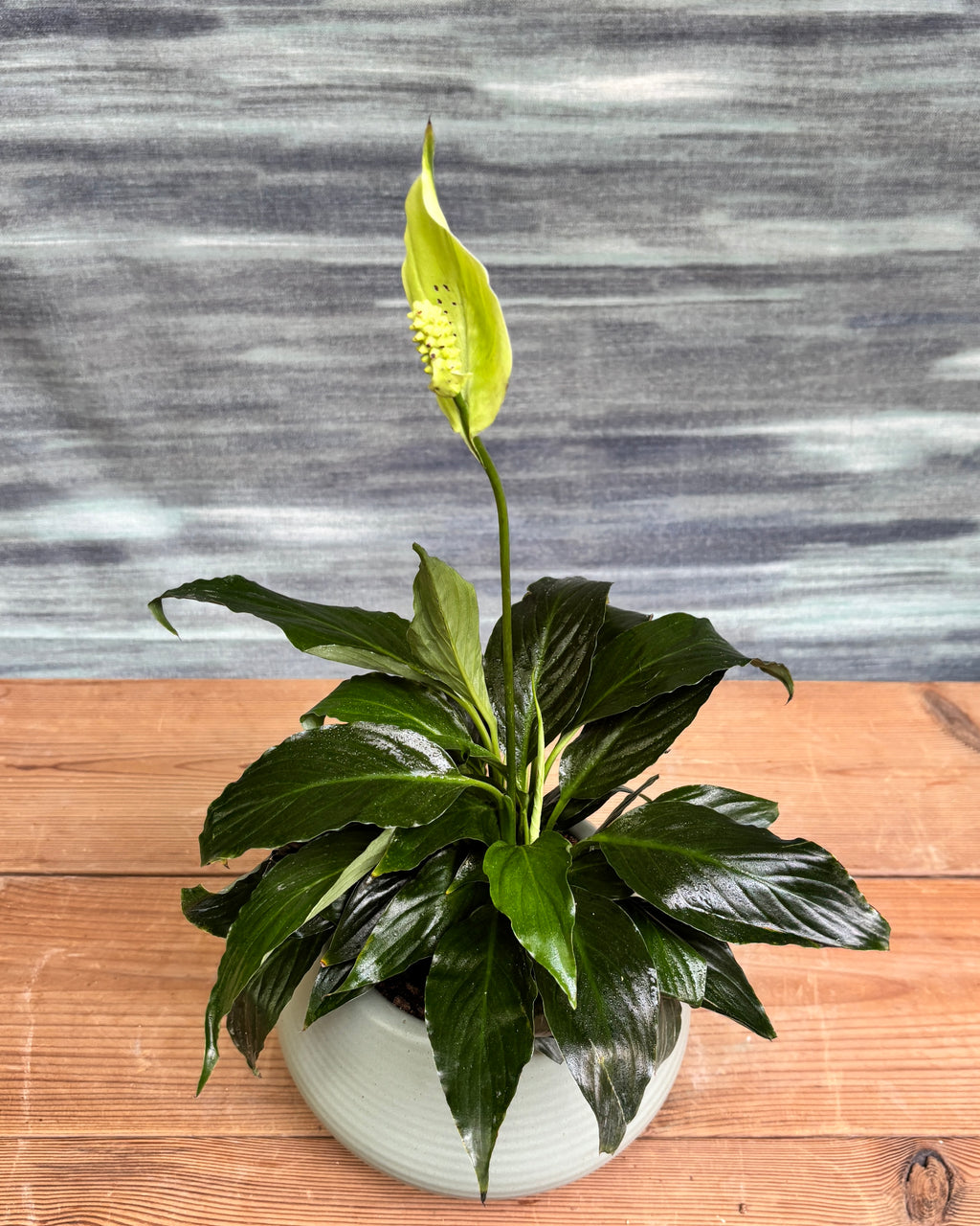 Peace Lily in Sand Dune from Planterie, a thoughtful indoor plant gift for housewarming, birthdays and corporate gifting in Delhi, available as indoor plants online India with care tips for beginners