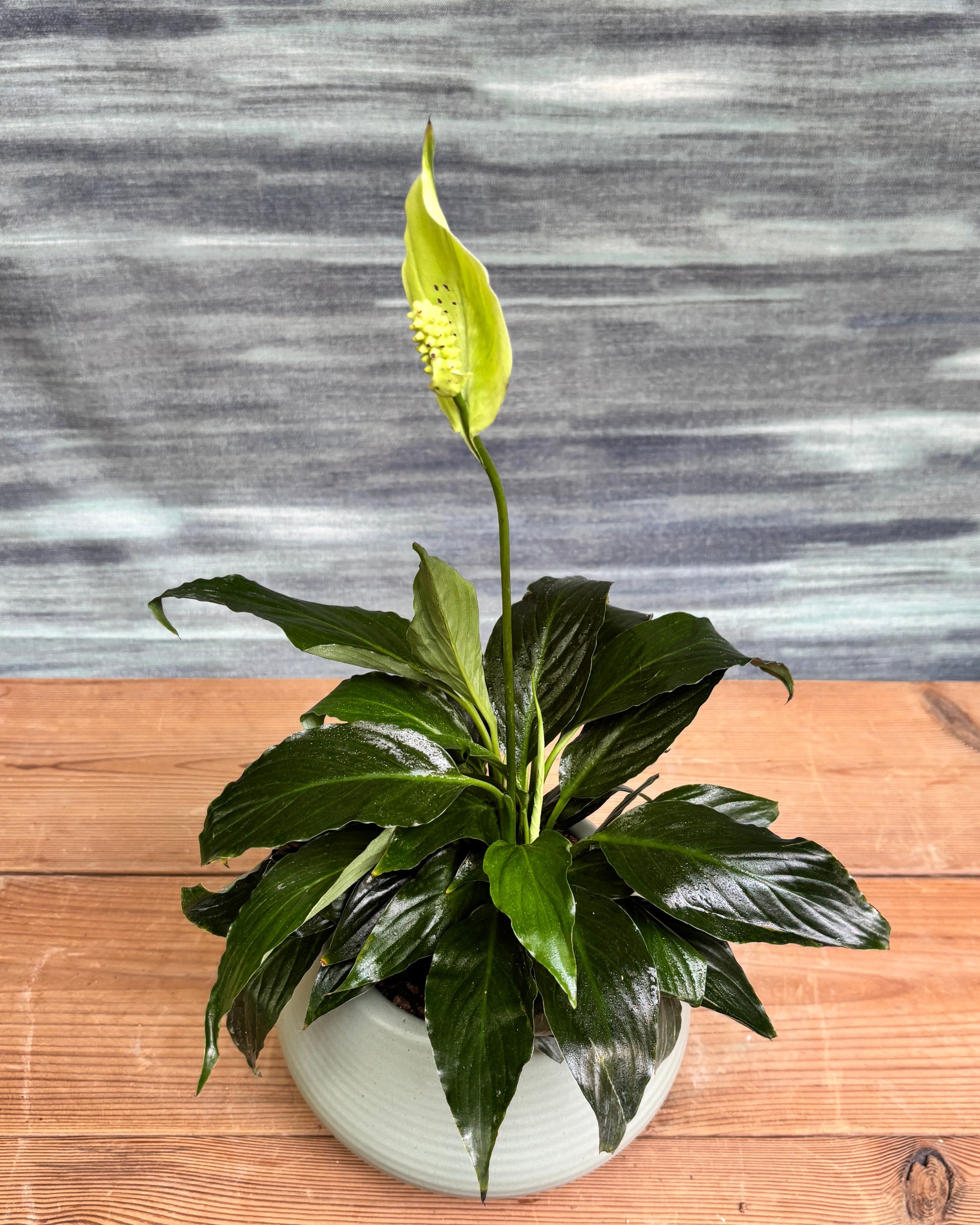 Peace Lily in Sand Dune from Planterie, a thoughtful indoor plant gift for housewarming, birthdays and corporate gifting in Delhi, available as indoor plants online India with care tips for beginners