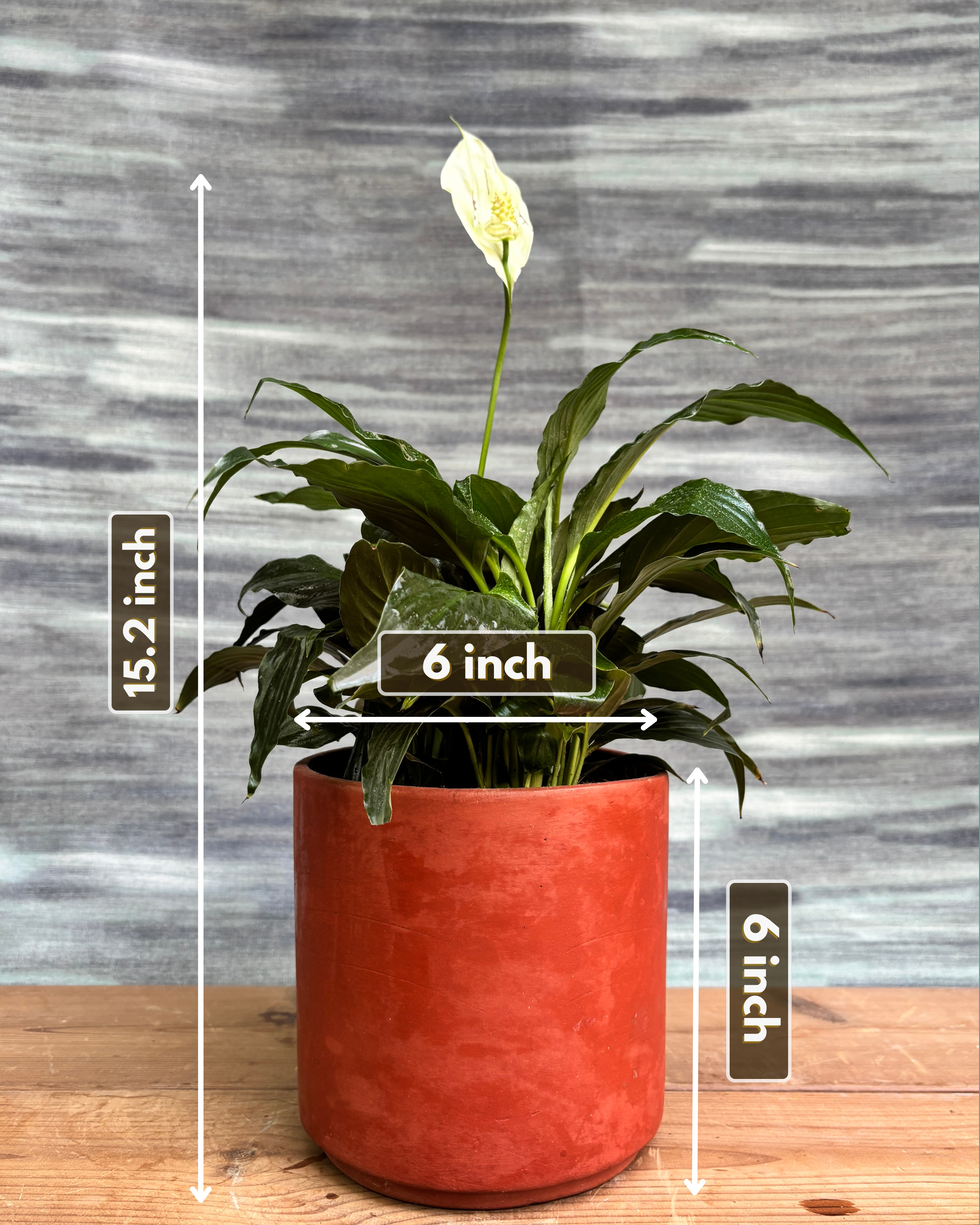 Dimensions of Peace Lily in Terracotta Cylinder from Planterie, showing the glossy deep-green leaves and a delicate white bloom against the warm terracotta cylinder pot, highlighting the plant's elegant indoor flowering beauty perfect for Indian homes and plant gifts in Delhi