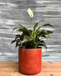 Peace Lily in Terracotta Cylinder from Planterie, a graceful peace lily with glossy green leaves and occasional white blooms potted in a warm terracotta cylinder pot, perfect as an indoor flowering plant for homes in Delhi and plant gifts in Delhi
