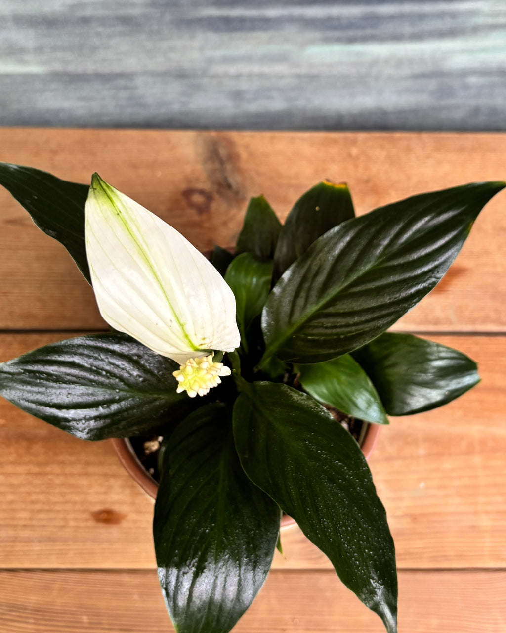 Peace Lily in Terracotta Cylinder, a low light tolerant, air purifying indoor plant that helps freshen indoor air and thrives in bright indirect light or medium light corners in Indian apartments and offices