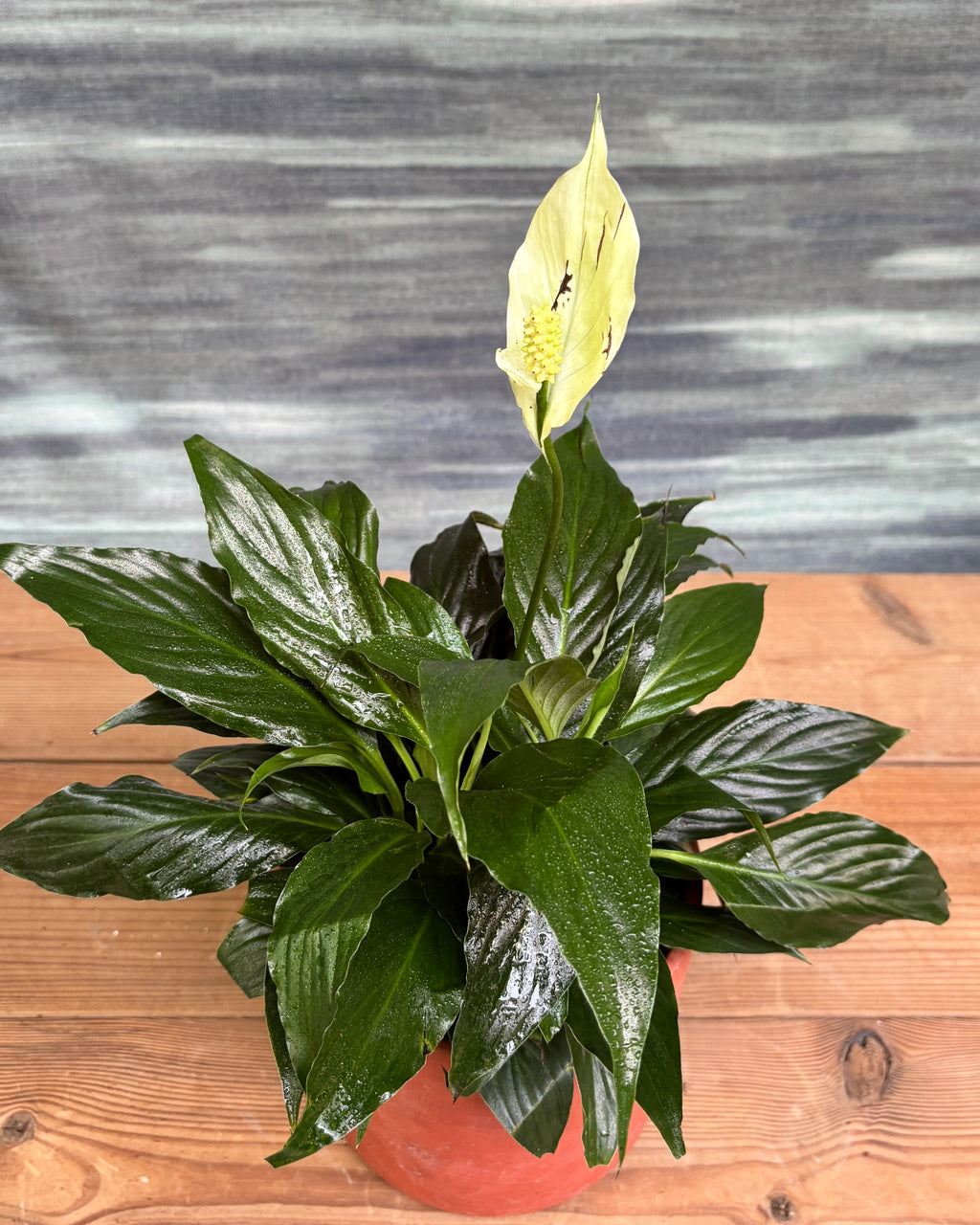Peace Lily in Terracotta Cylinder from Planterie, a thoughtful indoor plant gift for housewarming, birthdays and corporate gifting in Delhi, available as indoor plants online India with care tips for beginners