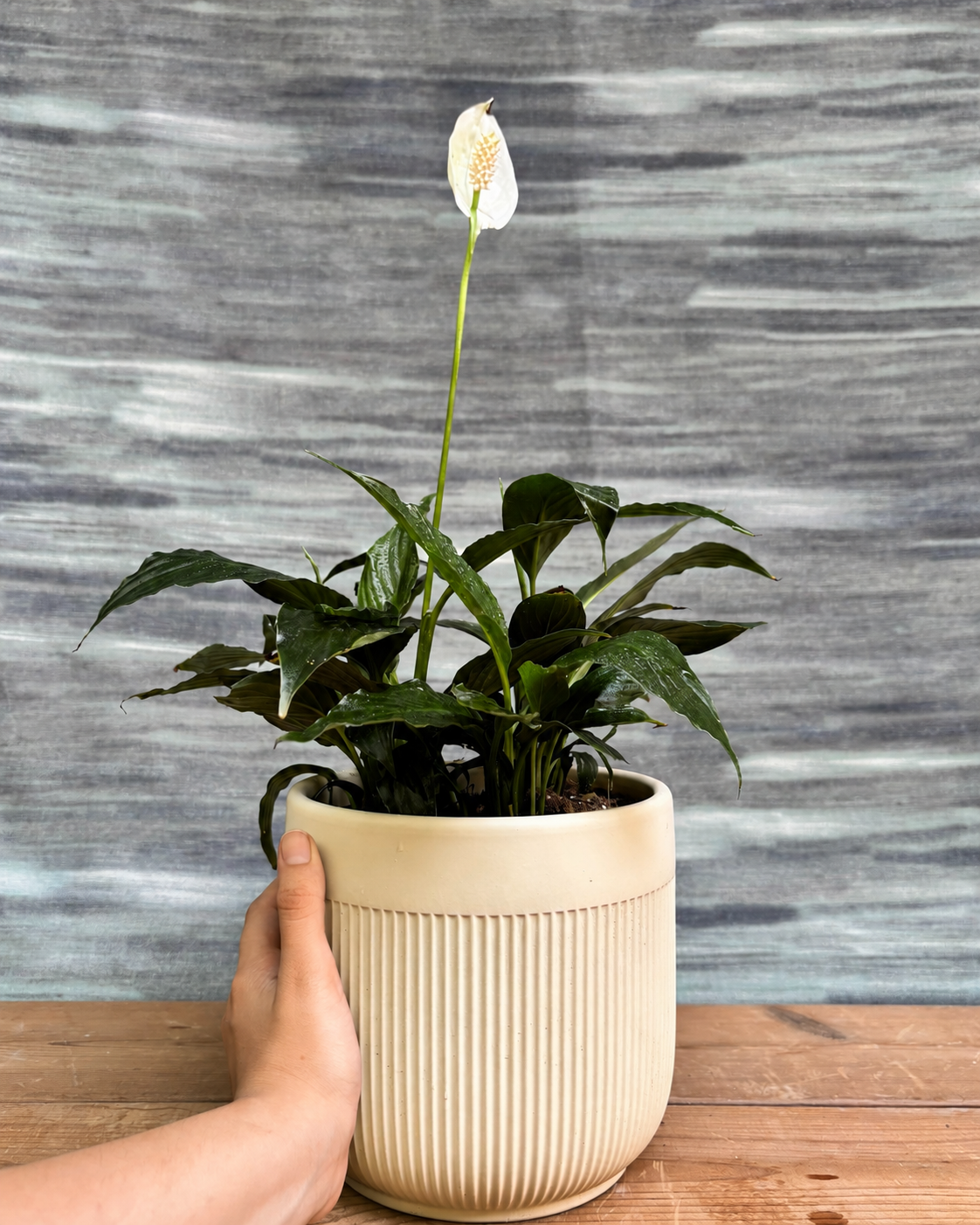 Elegant Peace Lily in a ribbed ceramic pot from Planterie, ideal as a tabletop plant for living rooms, work desks and bedside tables, adding a clean, contemporary touch to modern Indian homes