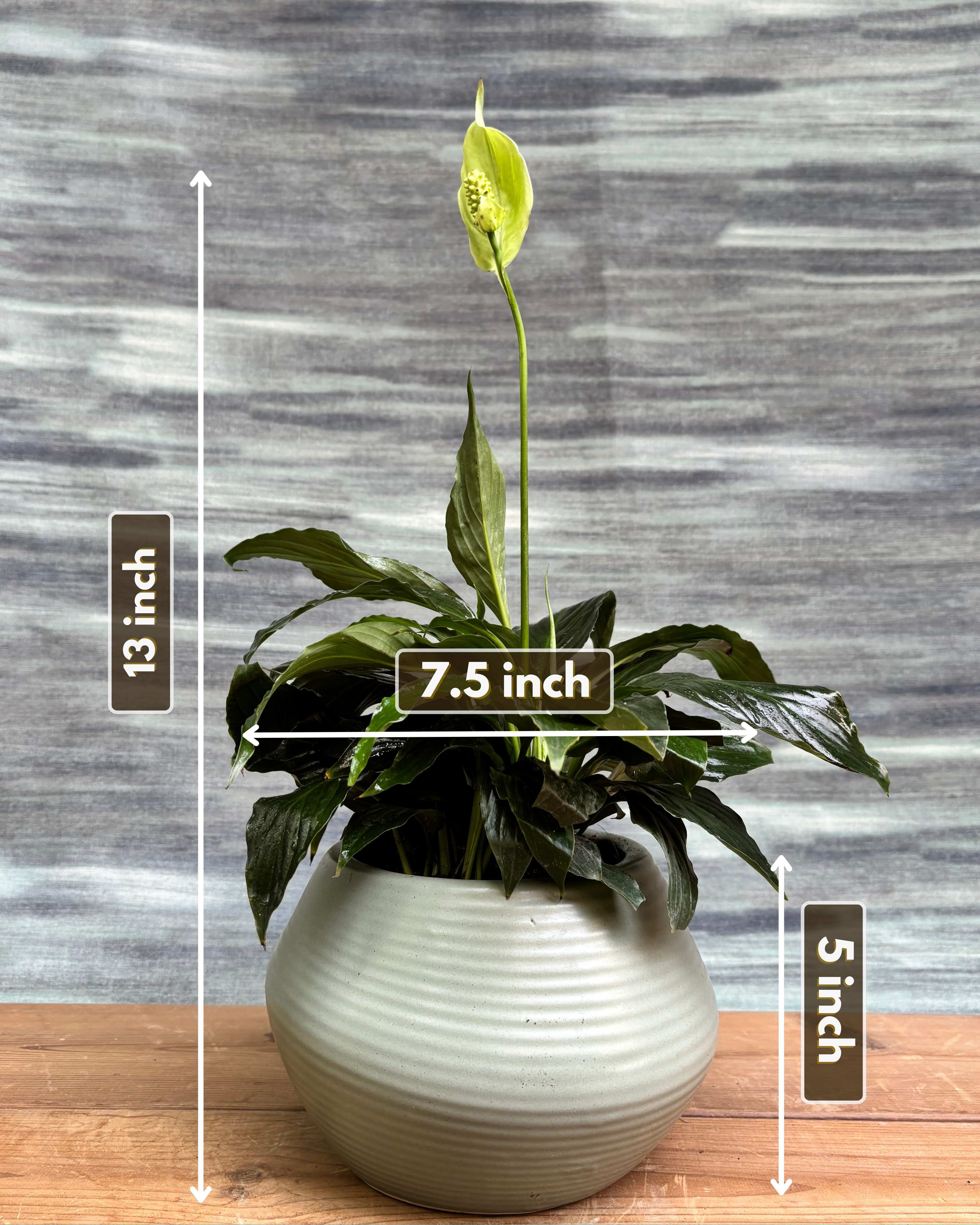 Peace Lily in Sand Dune from Planterie, showing the full plant with glossy green leaves and occasional white blooms in the Sand Dune pot from a side view, displaying the complete plant height and pot proportions for dimensions perfect for Indian homes and plant gifts in Delhi