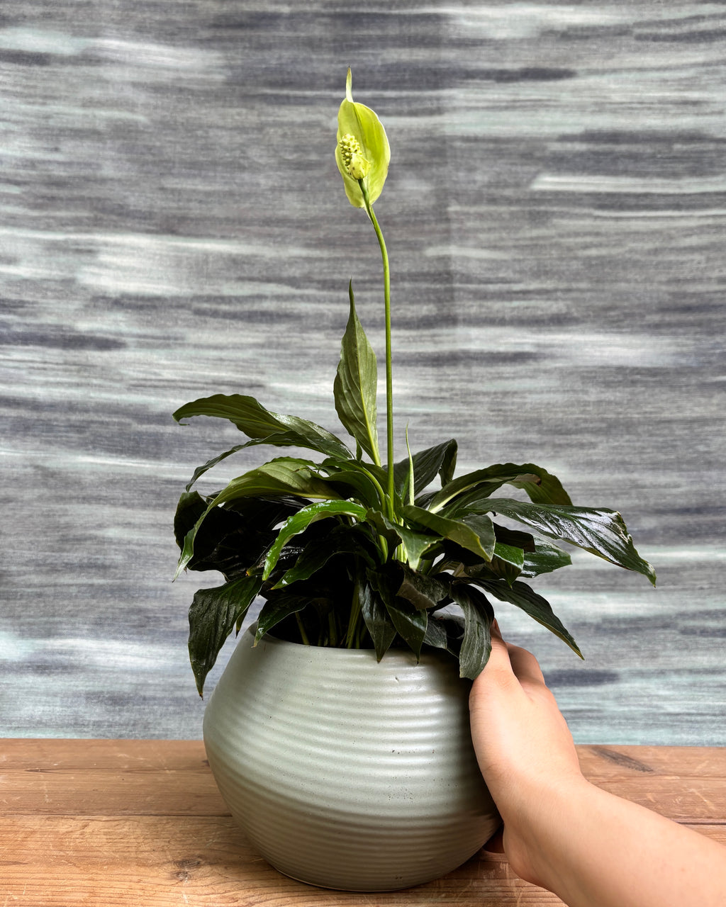 Elegant Peace Lily in a Sand Dune pot from Planterie, ideal as a tabletop plant for living rooms, work desks and bedside tables, adding a natural, desert-inspired touch to modern Indian homes