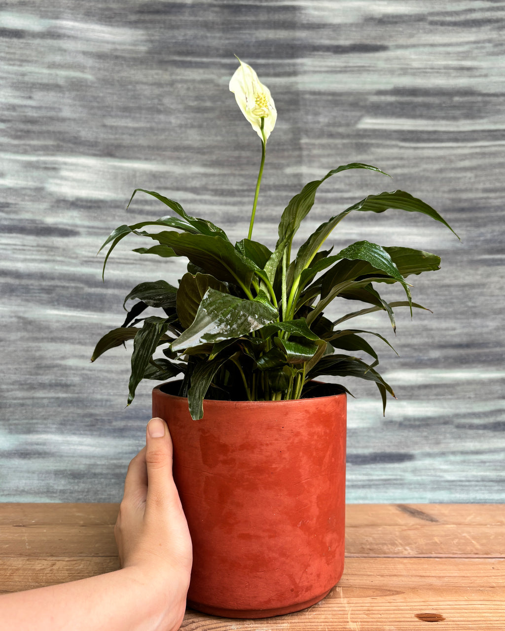 Elegant Peace Lily in a terracotta cylinder pot from Planterie, ideal as a tabletop plant for living rooms, work desks and bedside tables, adding a natural, earthy touch to modern Indian homes