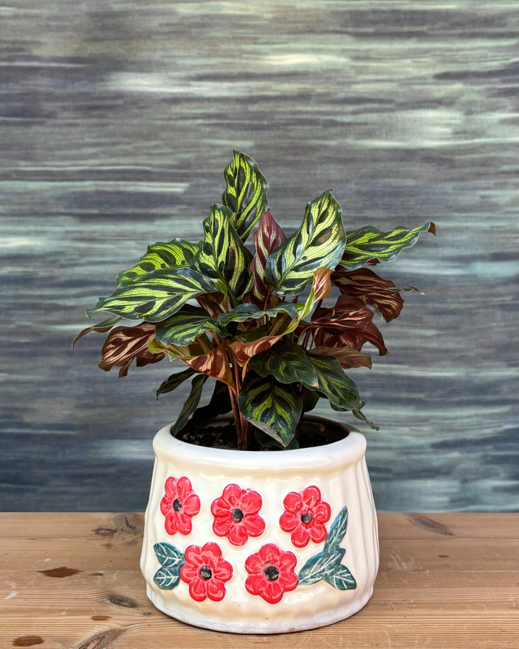 Peacock Calathea indoor plant in handcrafted floral basin ceramic, patterned tropical leaves for elegant homes in Delhi