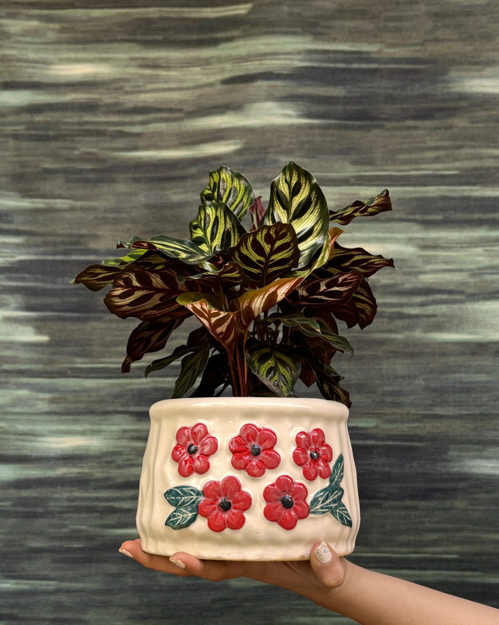 Easy care Peacock Calathea low light indoor plant in floral basin ceramic, perfect for bedrooms and AC rooms in Delhi apartments