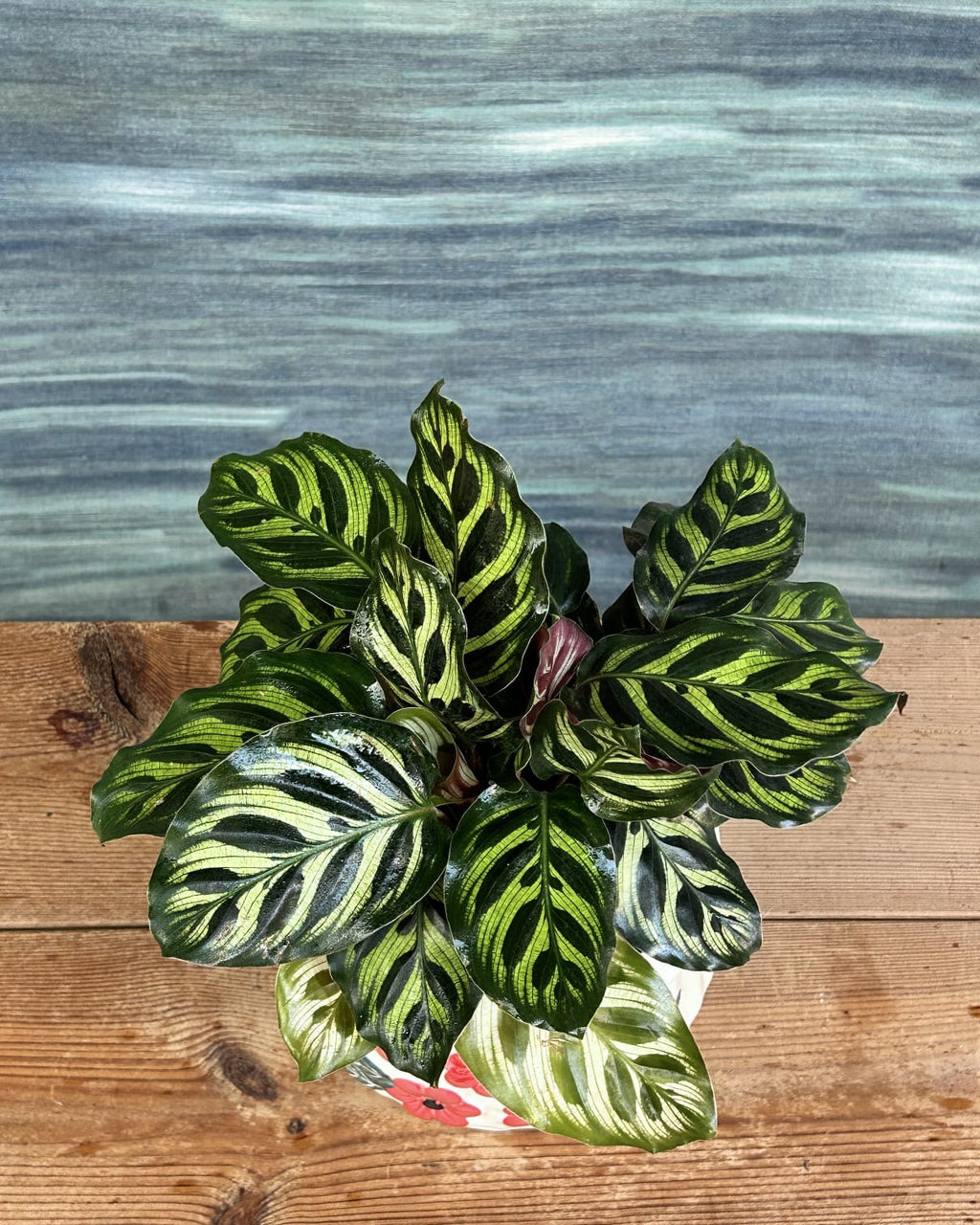 Peacock Calathea with bold green and cream patterned leaves in floral basin planter, statement indoor plant for living room styling in Indian homes