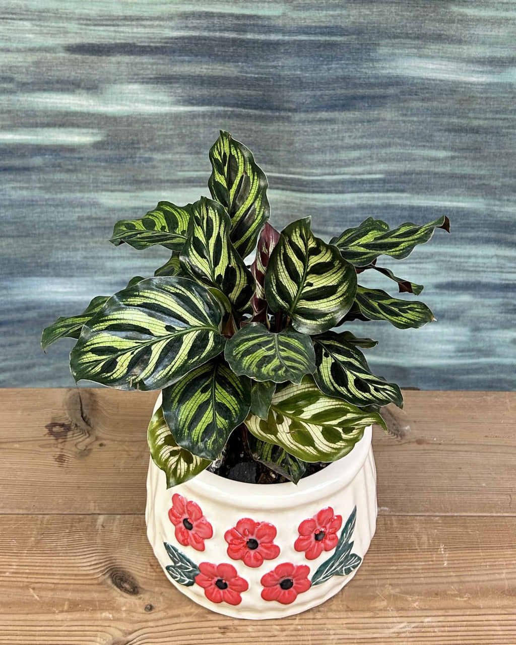 Peacock Calathea indoor plant gift in floral basin planter from Planterie Delhi, table top plant for centre table and office desk styling
