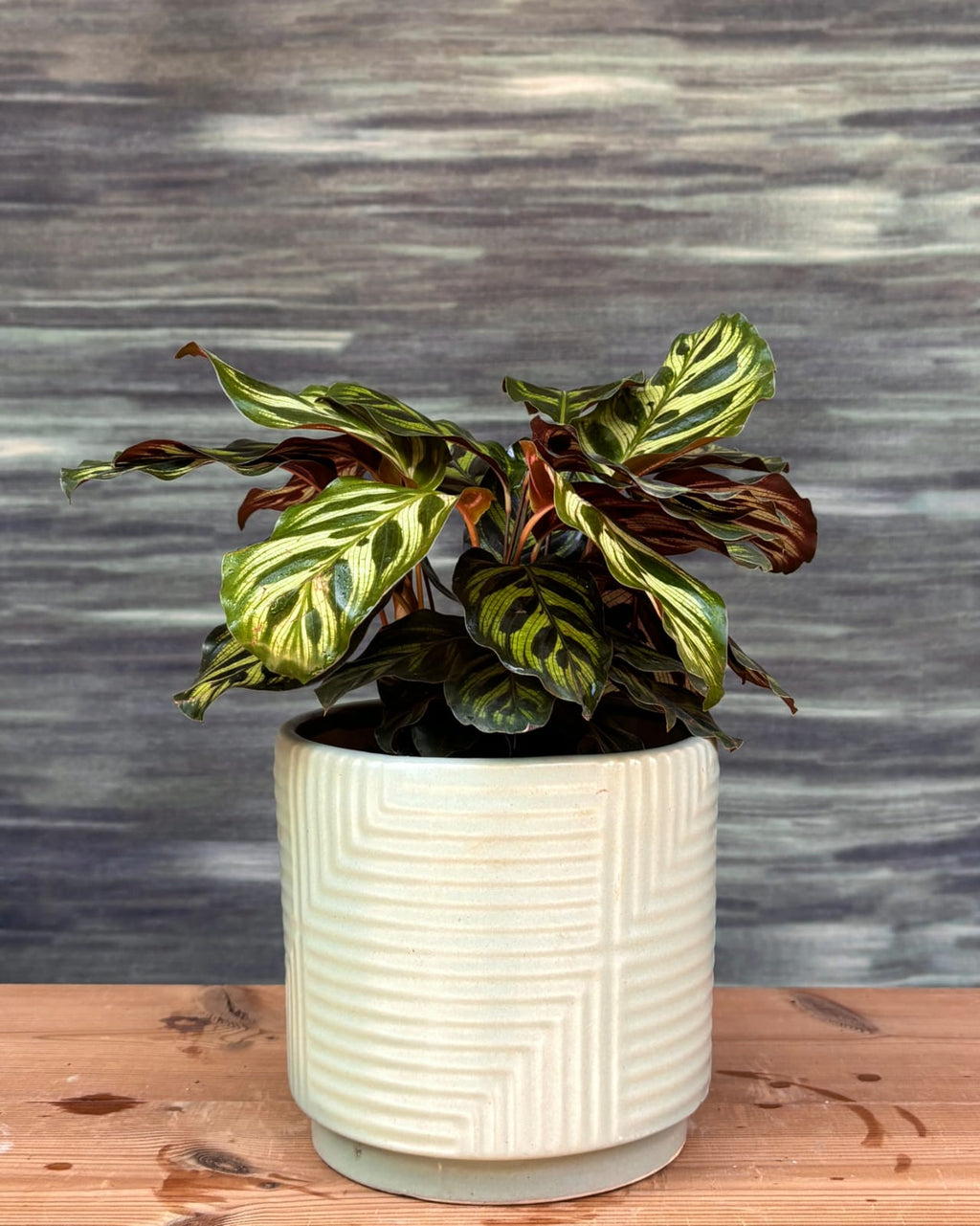 Peacock Calathea indoor plant in modern grey geo ceramic, patterned tropical leaves for contemporary homes in Delhi