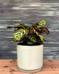 Peacock Calathea indoor plant in modern grey geo ceramic, patterned tropical leaves for contemporary homes in Delhi
