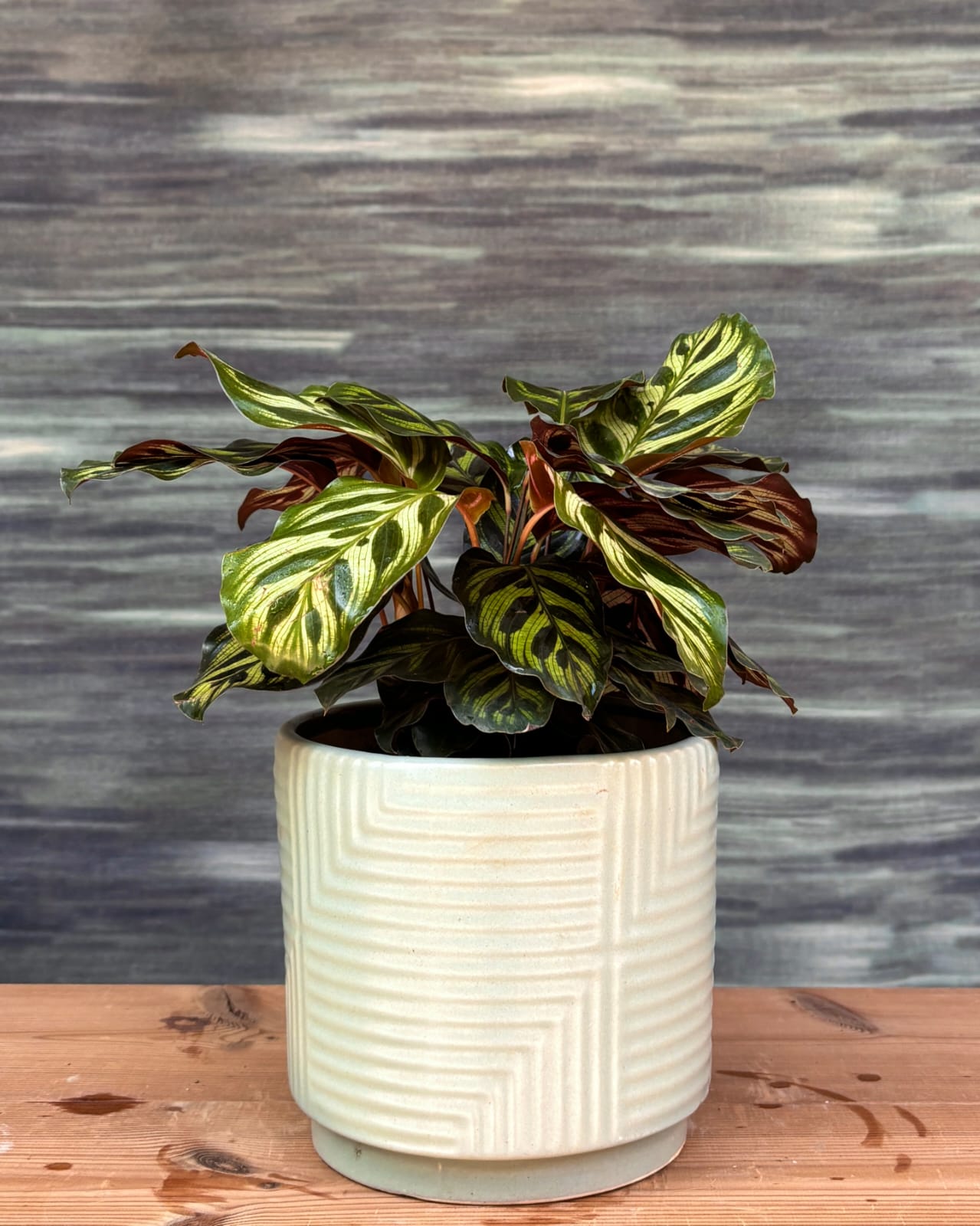 Peacock Calathea indoor plant in modern grey geo ceramic, patterned tropical leaves for contemporary homes in Delhi