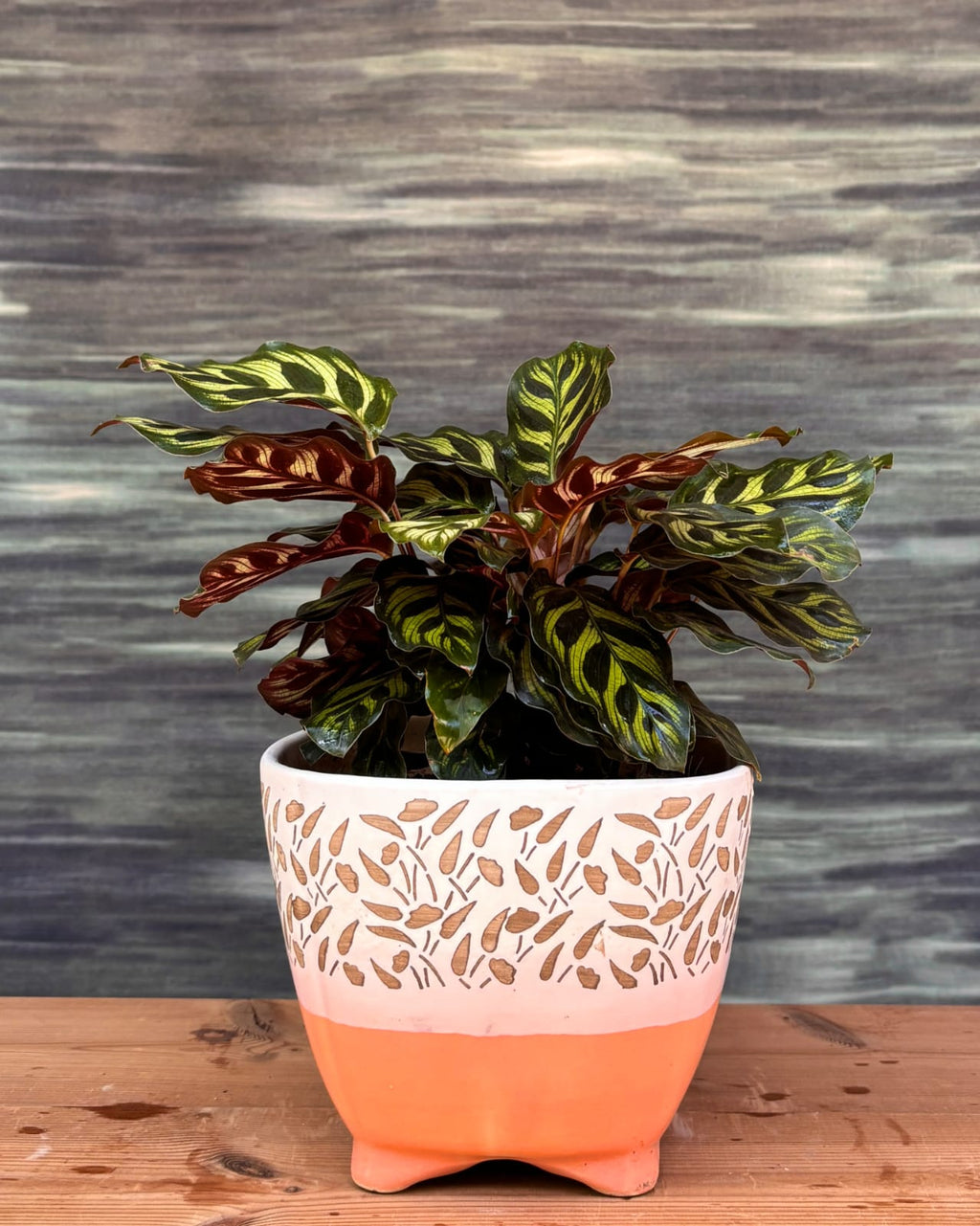 Peacock Calathea indoor plant in handcrafted Leafy Quad ceramic planter, patterned tropical leaves for stylish homes in Delhi