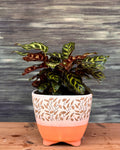 Peacock Calathea indoor plant in handcrafted Leafy Quad ceramic planter, patterned tropical leaves for stylish homes in Delhi