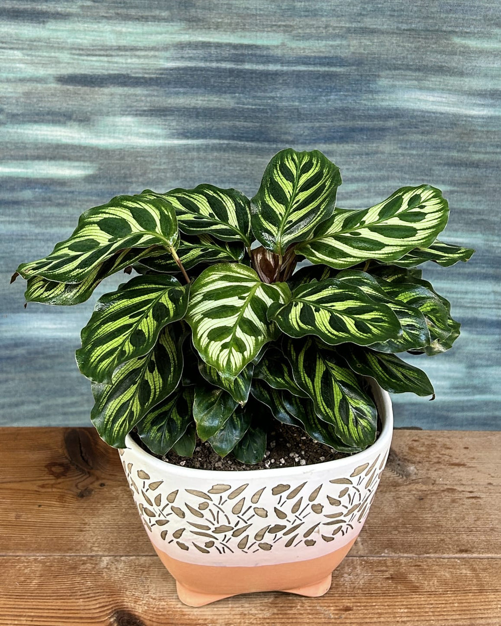 Easy care Peacock Calathea low light indoor plant in Leafy Quad ceramic, perfect for bedrooms and AC rooms in Delhi apartments