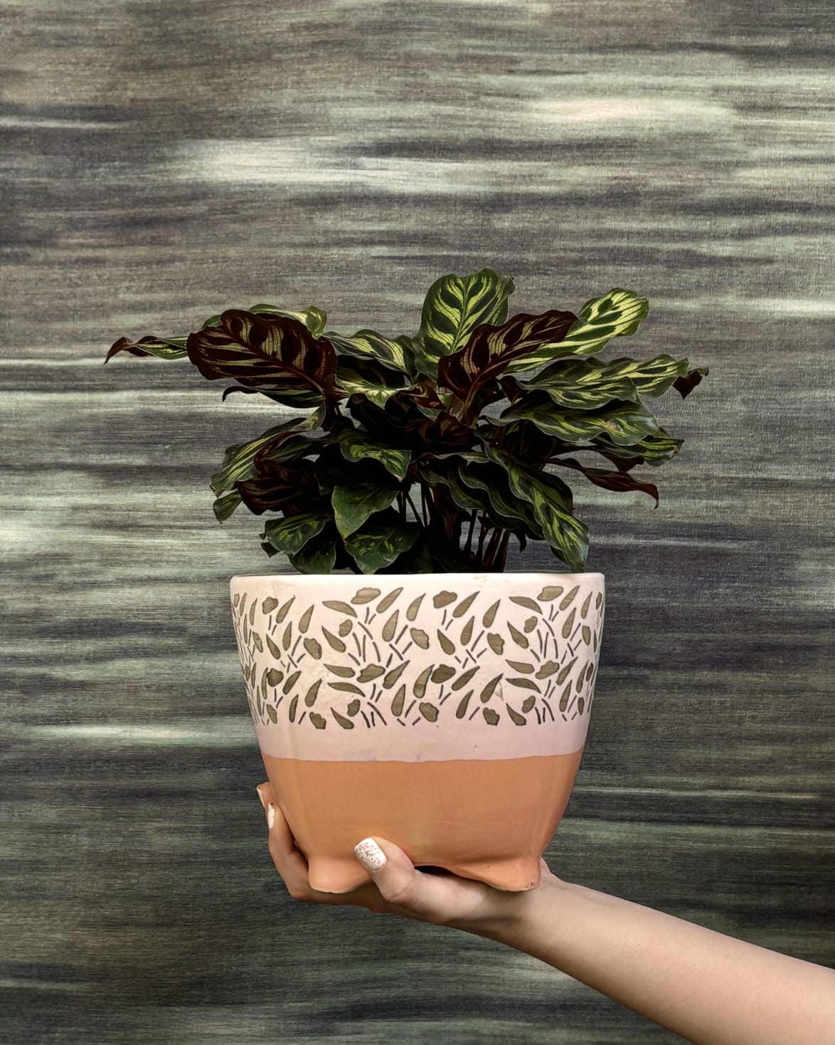Peacock Calathea with bold green and cream patterned leaves in Leafy Quad planter, statement indoor plant for living room styling in Indian homes