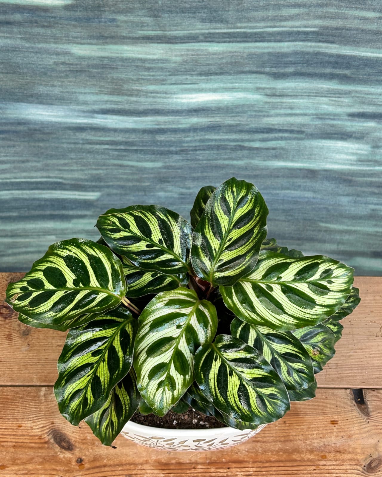 Peacock Calathea indoor plant gift in Leafy Quad planter from Planterie Delhi, table top plant for centre table and office desk styling