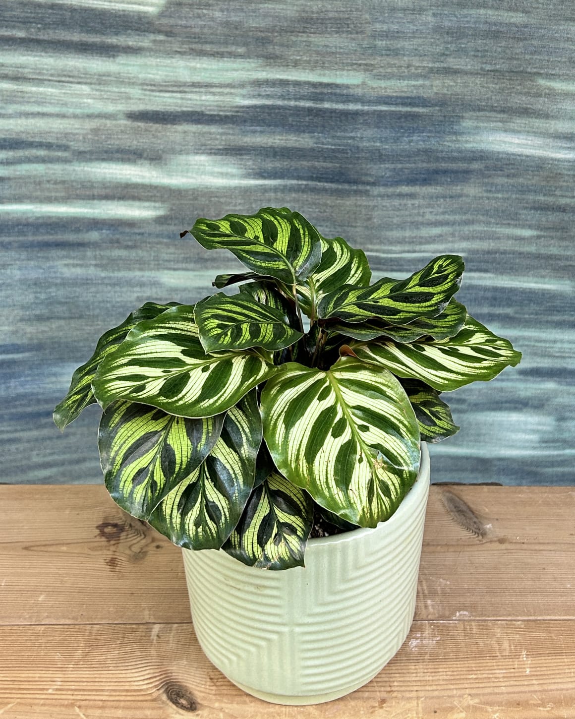 Easy care Peacock Calathea low light indoor plant in grey geo ceramic, perfect for bedrooms and AC rooms in Delhi apartments