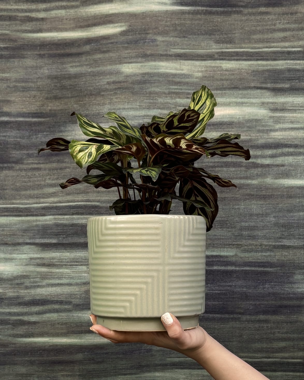 Peacock Calathea with bold patterned green and cream leaves in grey geo planter, stylish indoor plant for living room in Indian homes