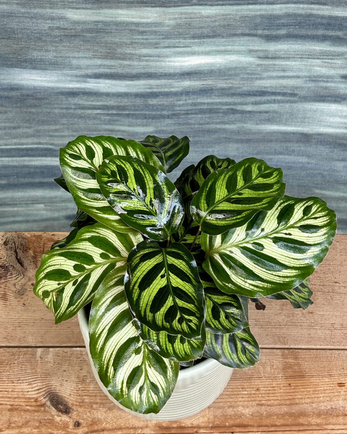 Peacock Calathea indoor plant gift in grey geo planter from Planterie Delhi, table top plant for centre table and office desk styling