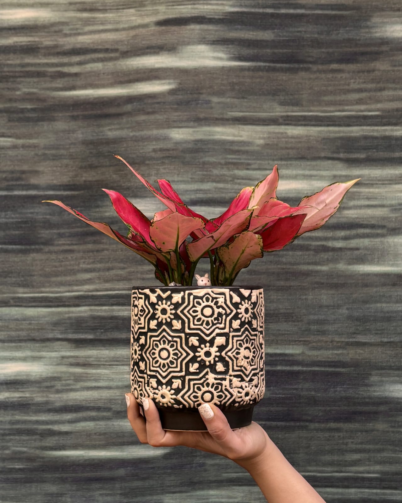 Pink and red leaf Aglaonema, also called Chinese Evergreen Red and pink indoor plant, styled by Planterie plant studio in Delhi as a premium plant gift in Delhi and indoor plants for gifting for birthdays and housewarmings