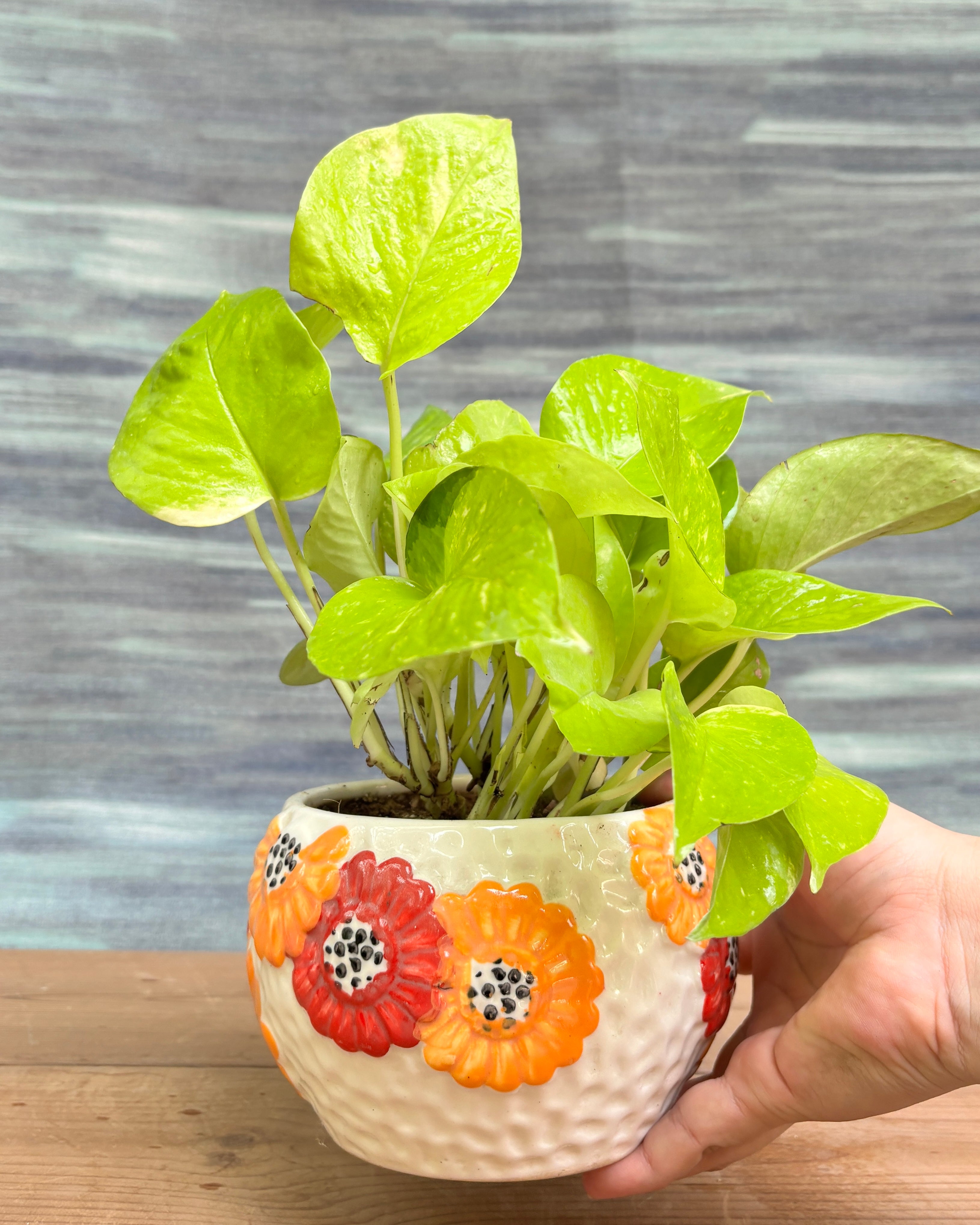 Elegant Pothos Golden in a printed floral ceramic bowl from Planterie, ideal as a tabletop or shelf plant for living rooms, work desks and bedside tables, adding a soft, golden-green touch to modern Indian homes
