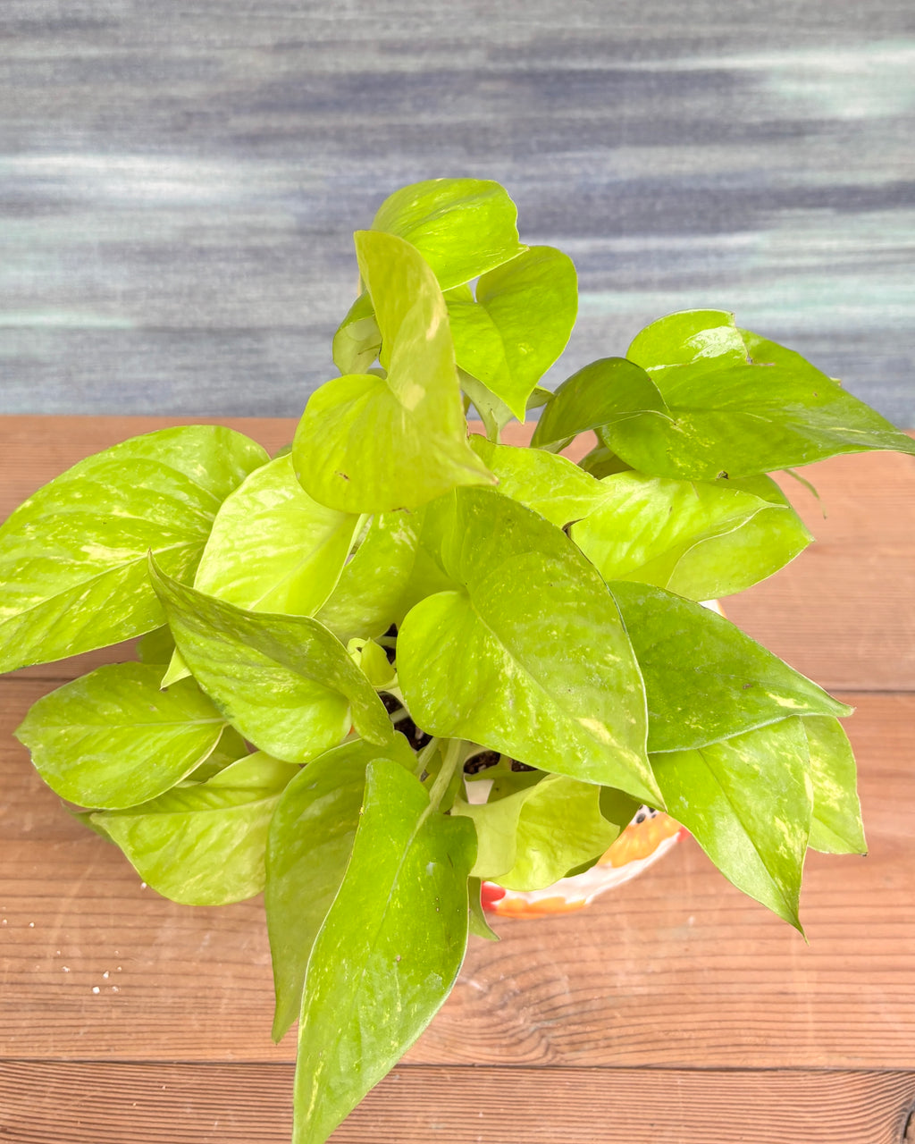 Pothos Golden in Floral Bowl styled on a console, shelf or office table, a minimal, ready-to-place indoor plant and pot combo that suits living room décor, office décor and balcony styling in Indian homes