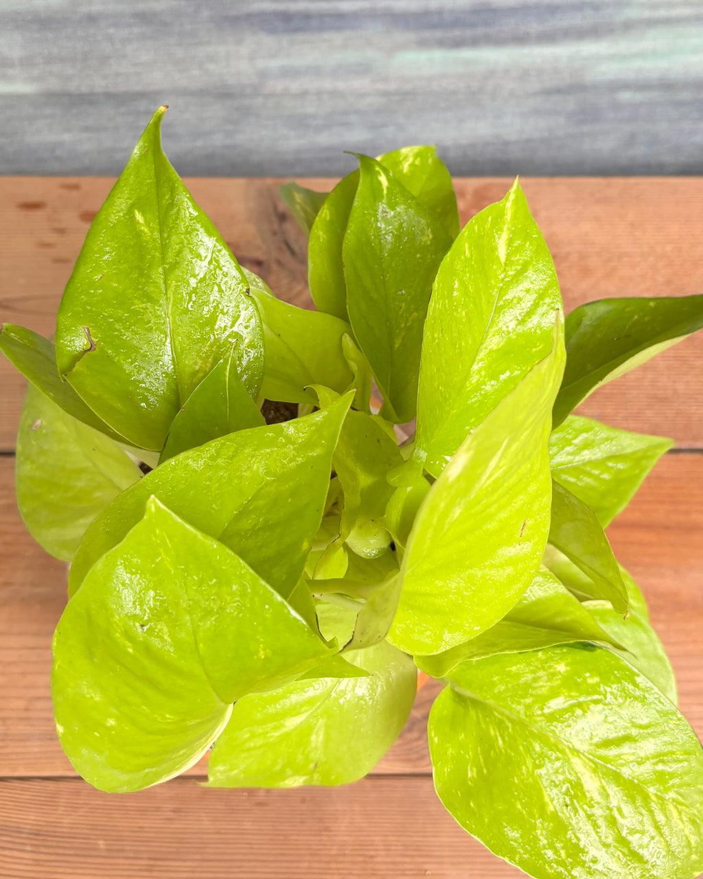 Pothos Golden in Floral Bowl, a low light tolerant, air purifying indoor plant that helps freshen indoor air and thrives in bright indirect or medium light with light watering, making it great for beginners in Indian apartments